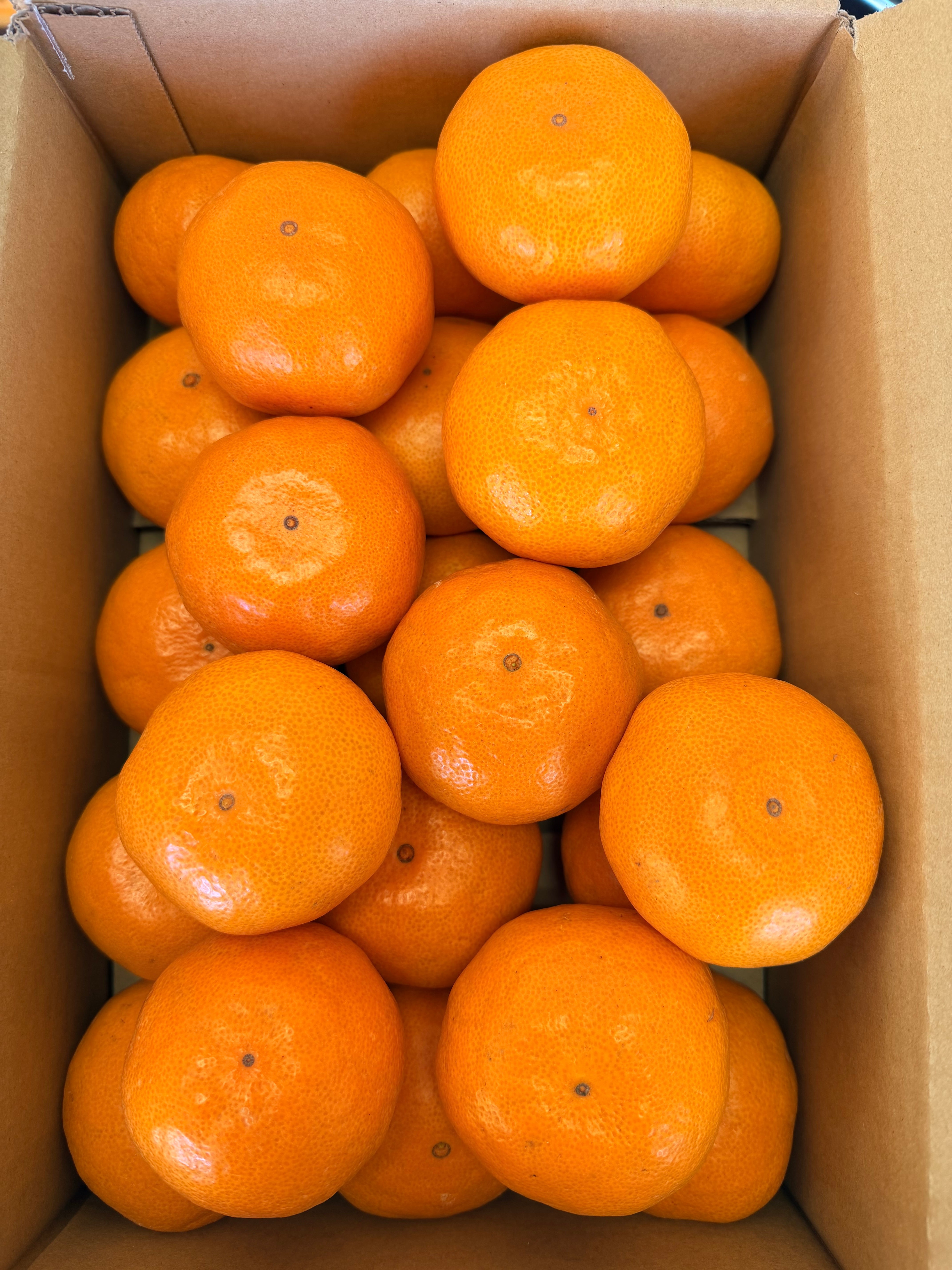 特上　マルチ栽培　早生(わせ)温州みかん　Mサイズ　2.5ｋｇ