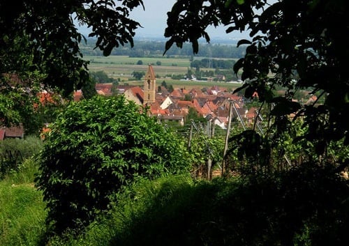 【ポール・ジャングランジェ】 アルザス グラン・クリュ ゲヴュルツトラミネール ペルシベルグ 2019