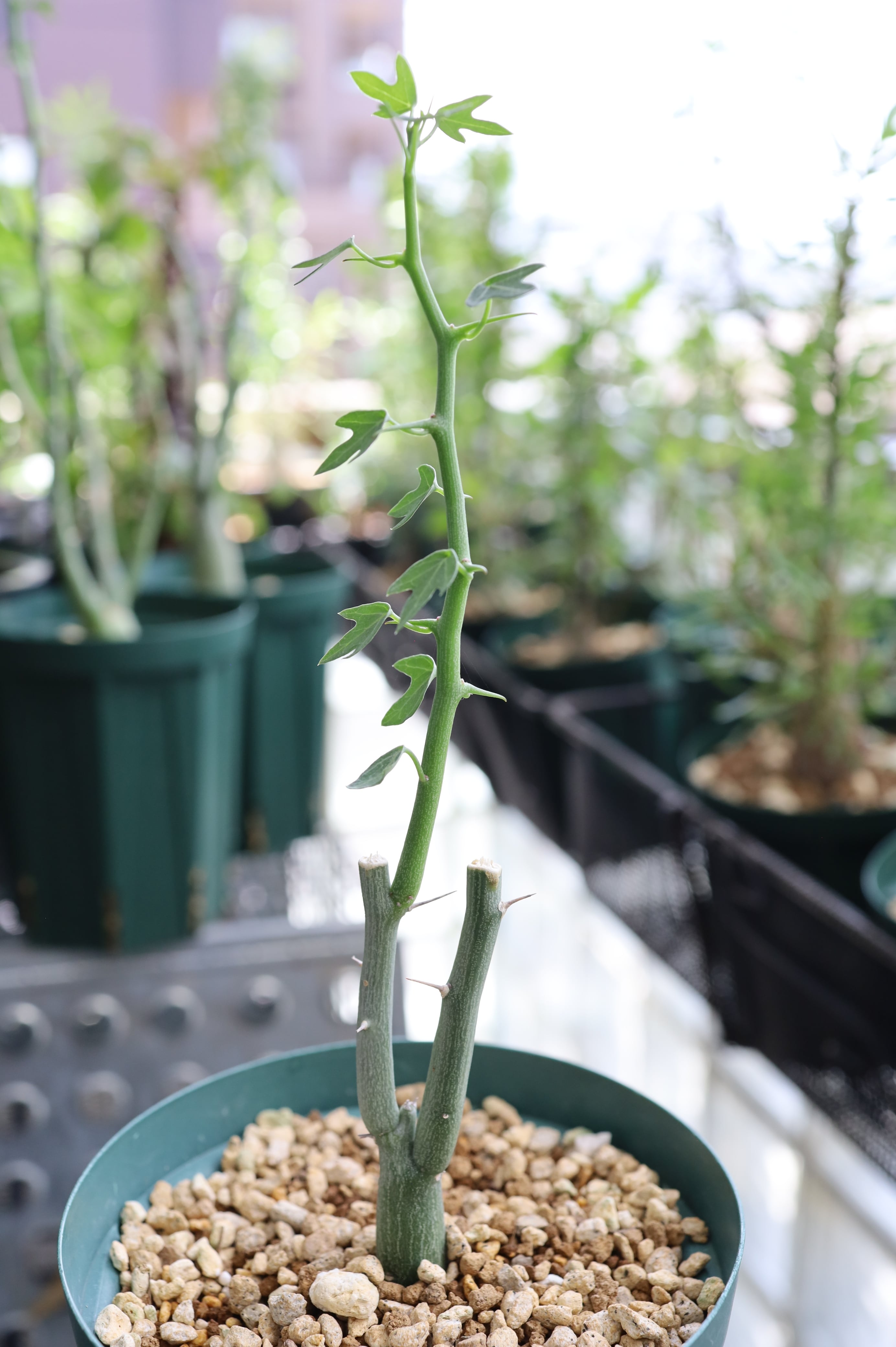 アデニア・バリー | Adenia ballyi _003 | SAVVY PLANTS