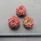 カット苗 ピンクコンチ 【日本初上陸？】 Echeveria 'Pink Conch'