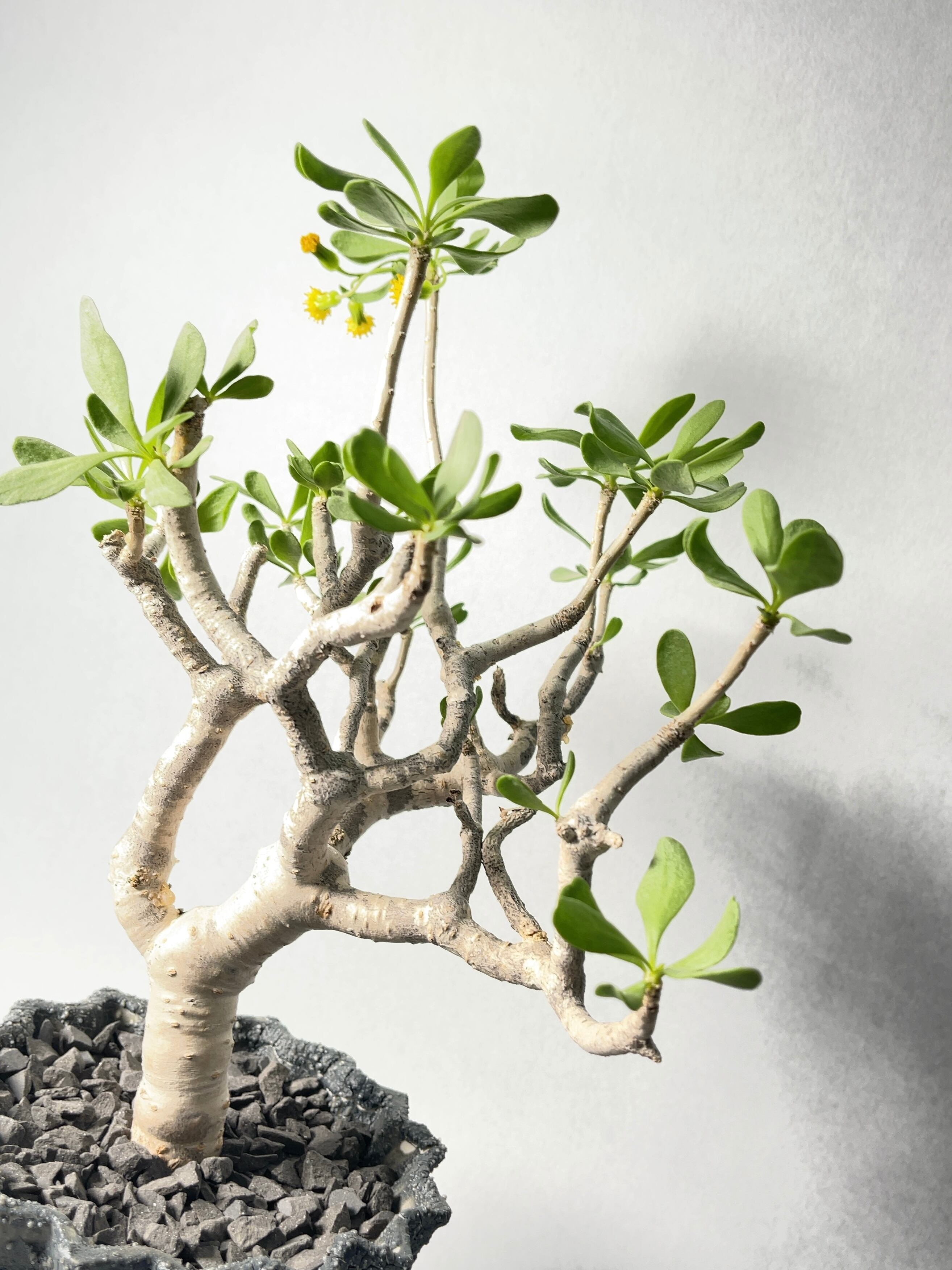 オトンナ・フルカタ | trigger