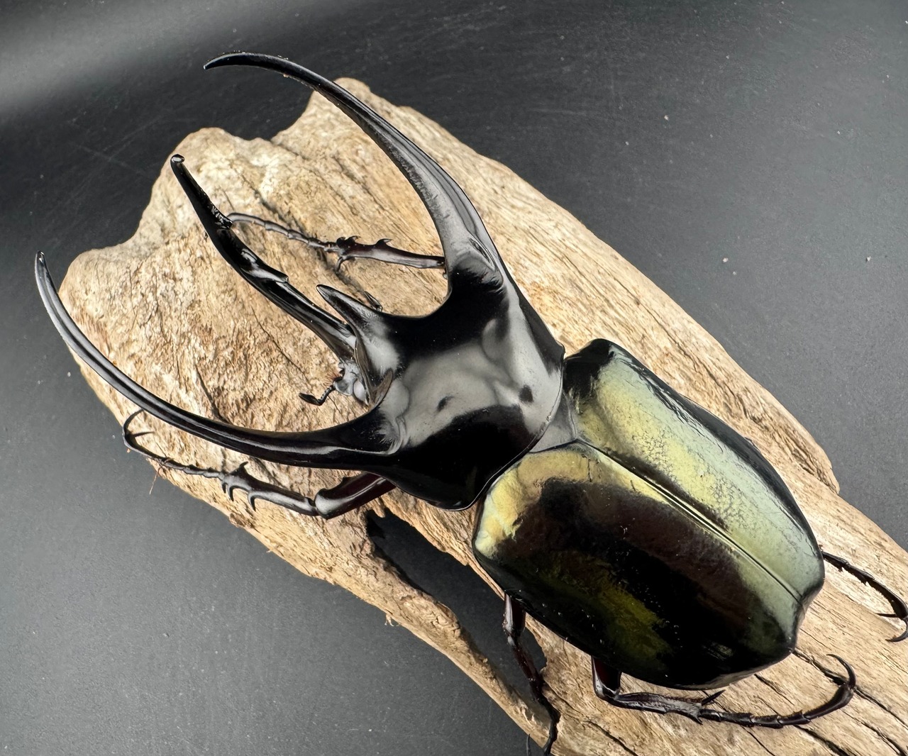 【WD】《ジャワコーカサスオオカブト 114mm A’品♂単》