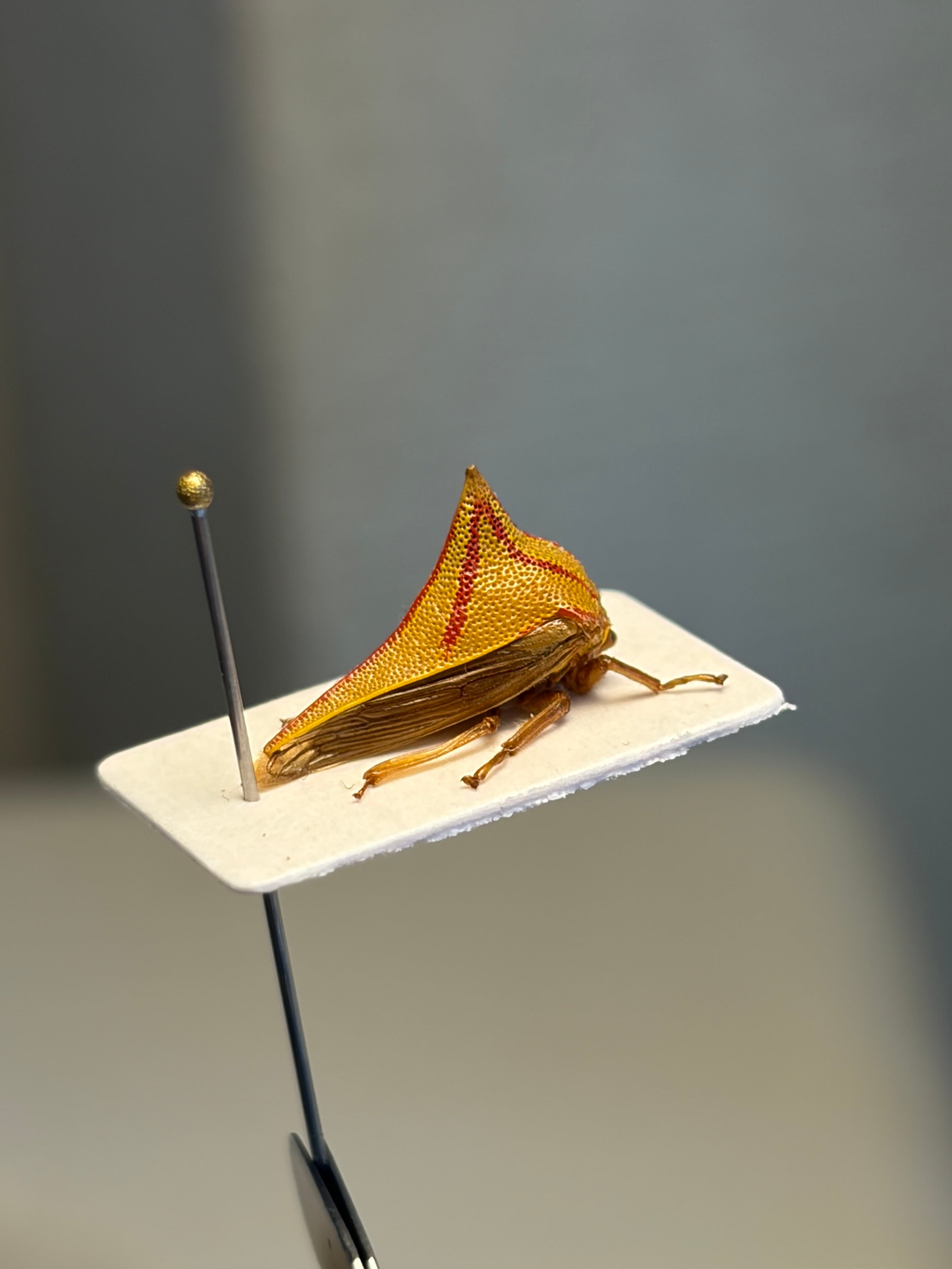 13mm】岡本太郎作品のようなバラノトゲツノゼミ バラトゲツノゼミ 標本
