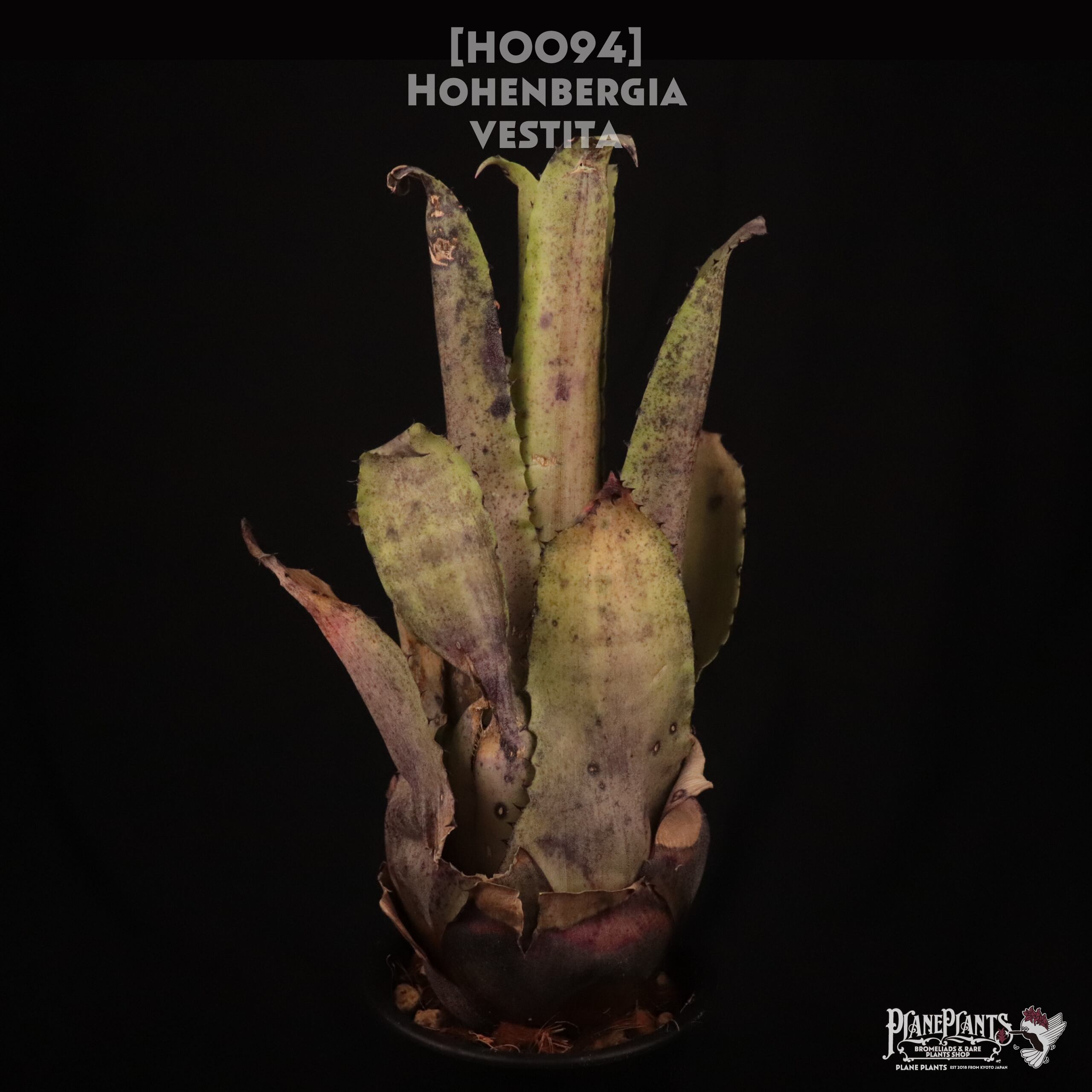【送料無料】Hohenbergia vestita〔ホヘンベルギア〕現品発送H0094