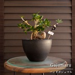 盆栽 パンダガジュマル 5号 樹脂鉢 ピック付 観葉植物 ガジュマルの木 ガジュマル 1003BK