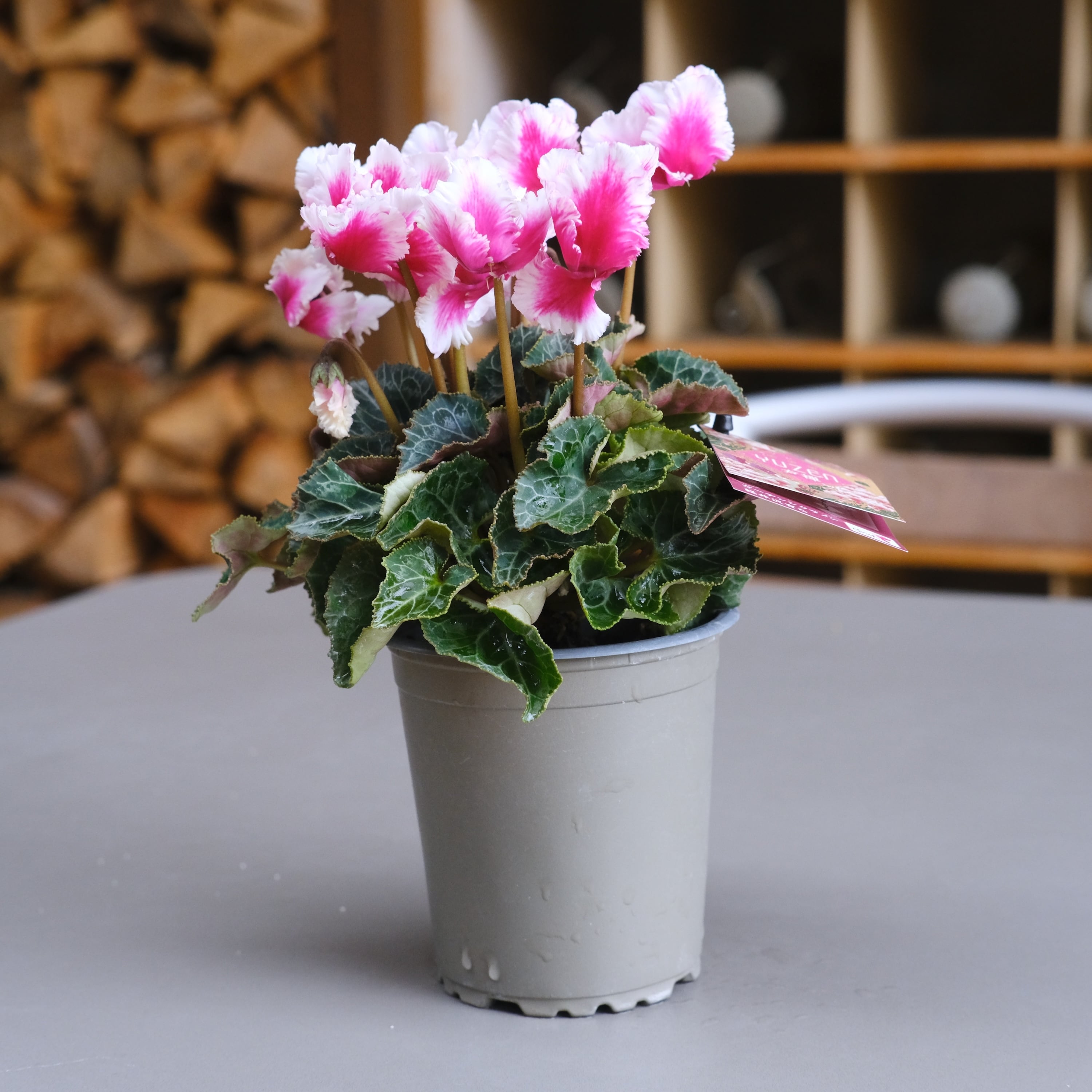 ガーデンシクラメン《 友禅 》軽井沢育ち 3号鉢 | グリーンギャラリー