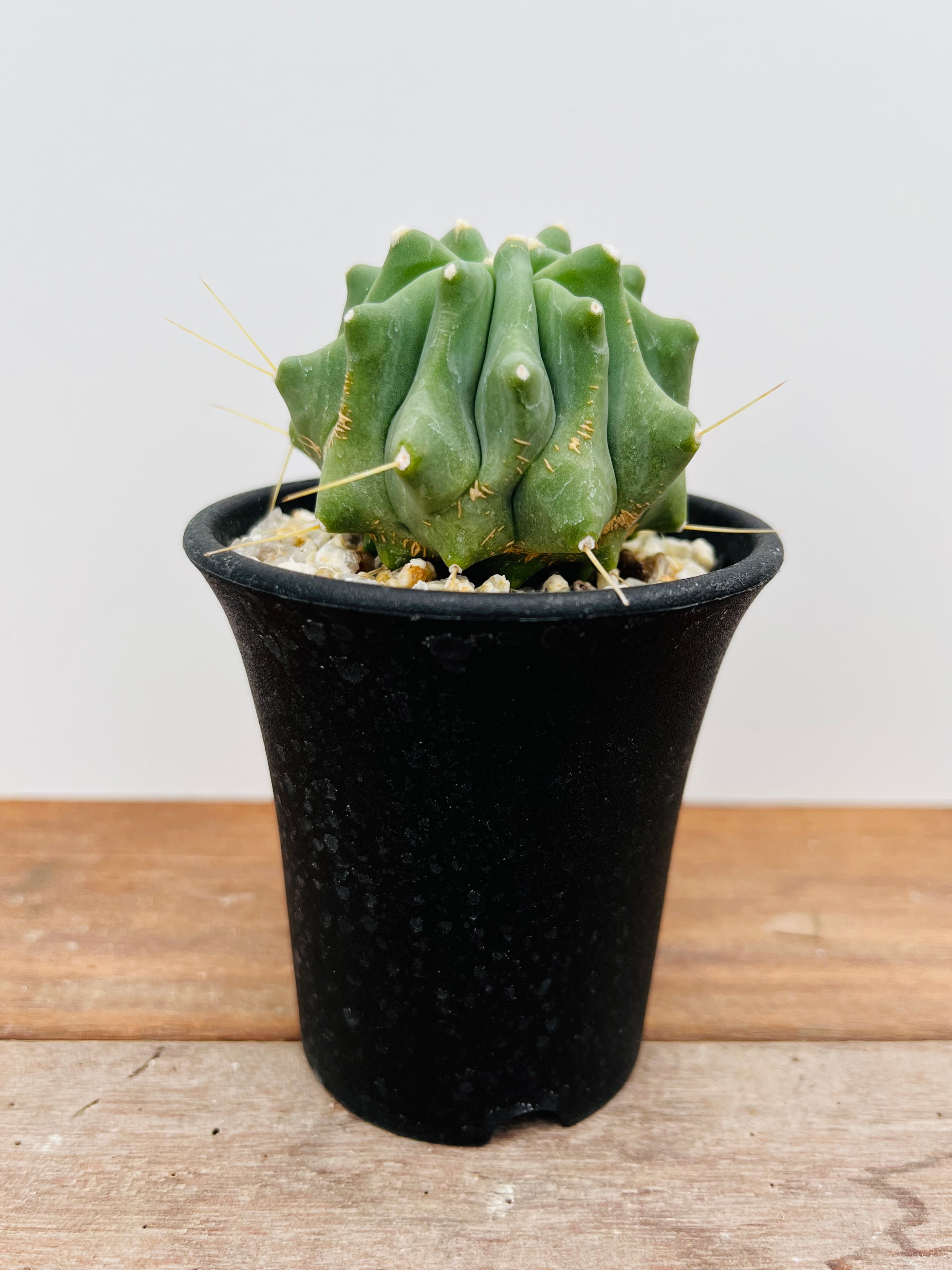 Ferocactus glaucescens フェロカクタス 刺無王冠竜 サボテン | plants