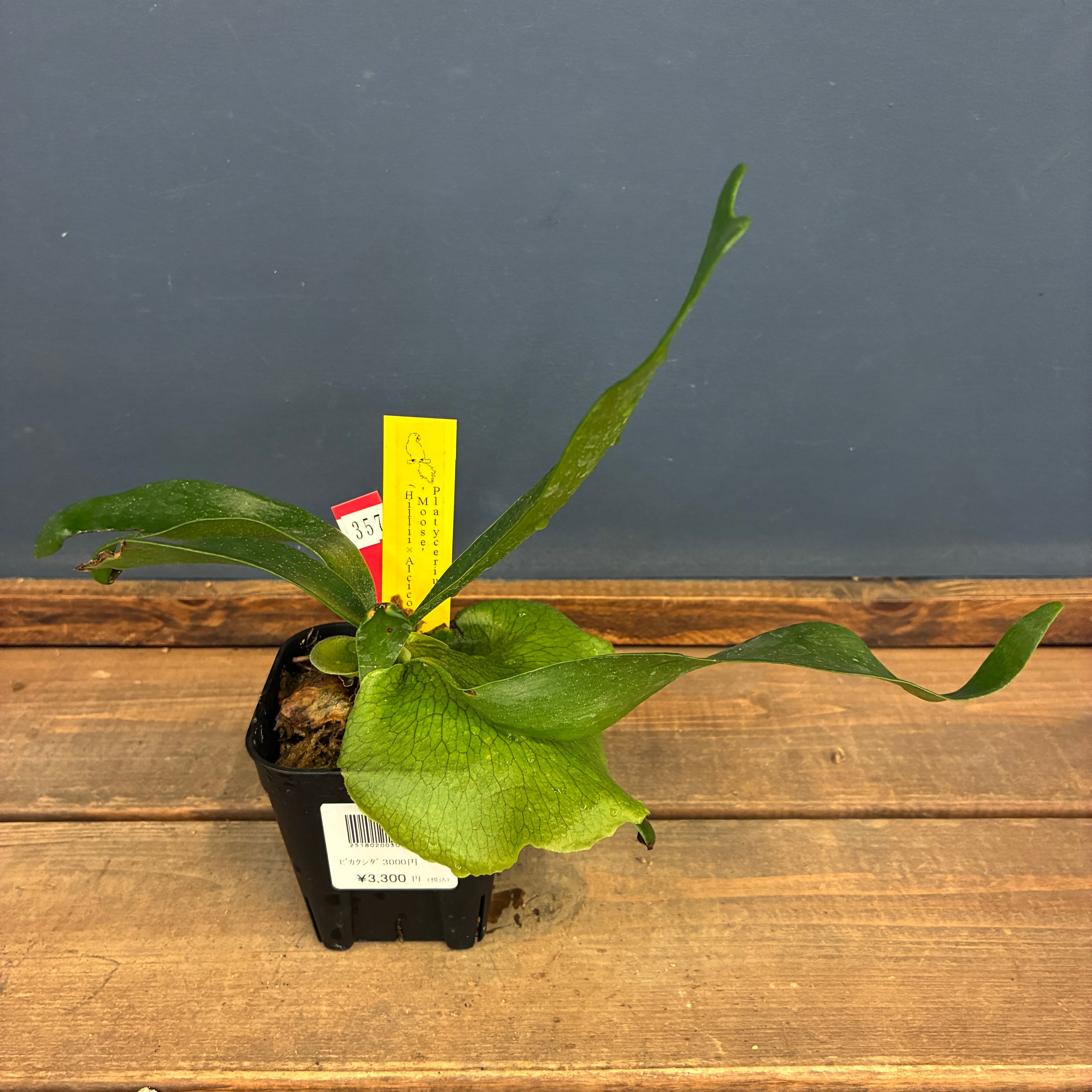 ビカクシダ Platycerium Moose(hillii × alcicorne)【357