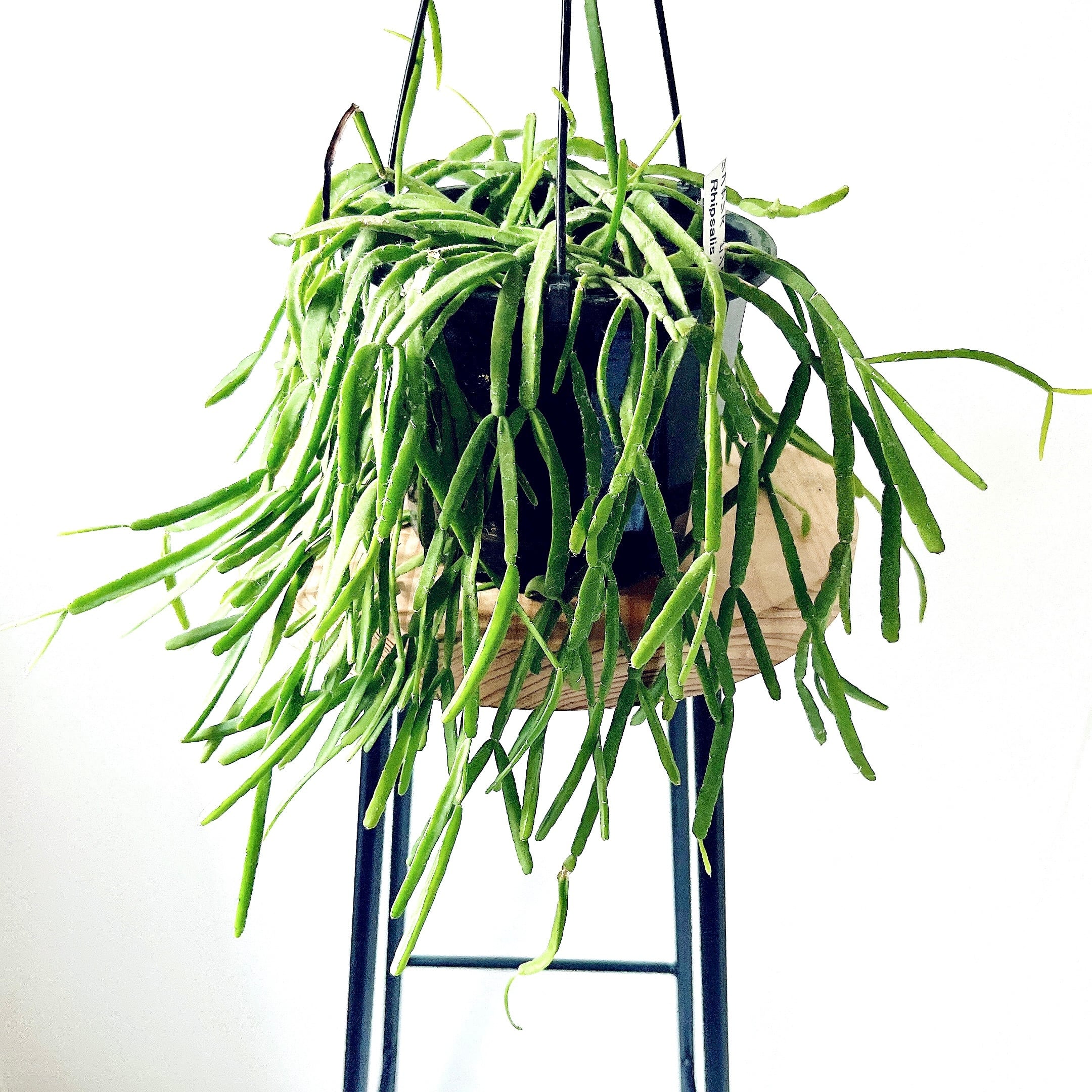 希少 リプサリス ピンクサリー 観葉植物 吊り下げ 再入荷】一点限り 色づく希少種＊リプサリス ピンクサリー＊ハンギング