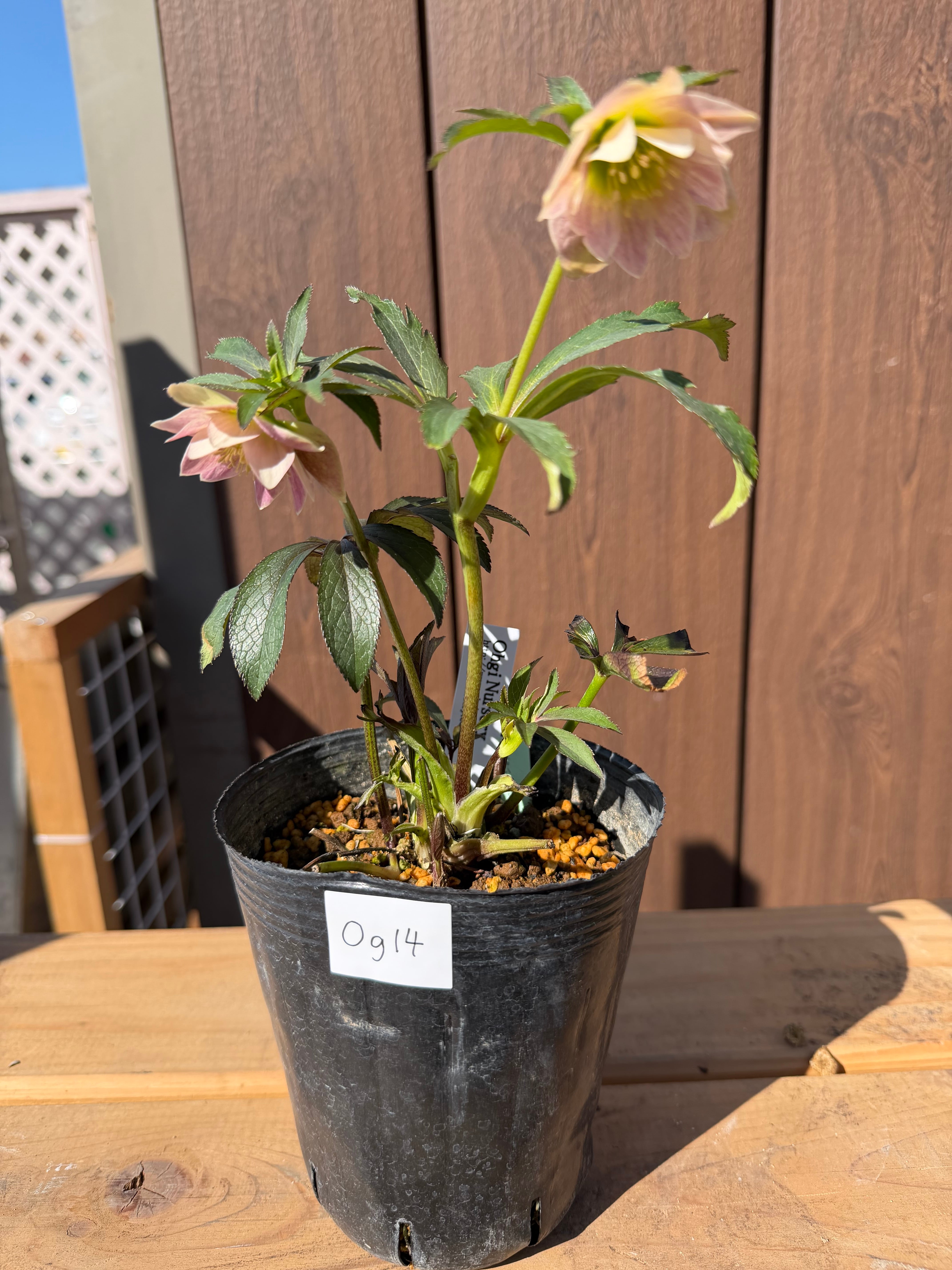 ポーセリンhyb.dd 大木ナーサリー クリスマスローズ【Og14】送料無料