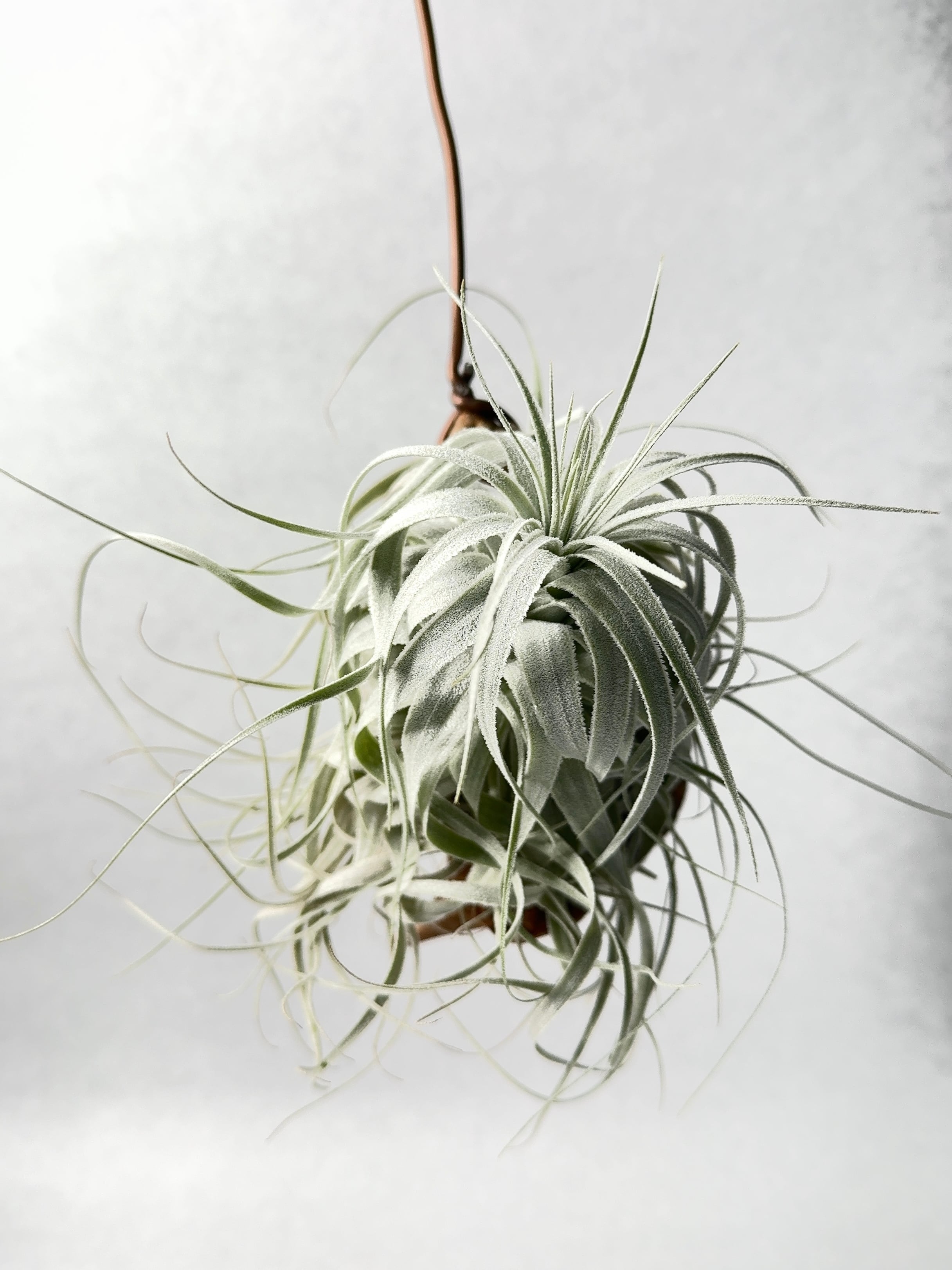 チャペウエンシス・チュリフォルミス実生