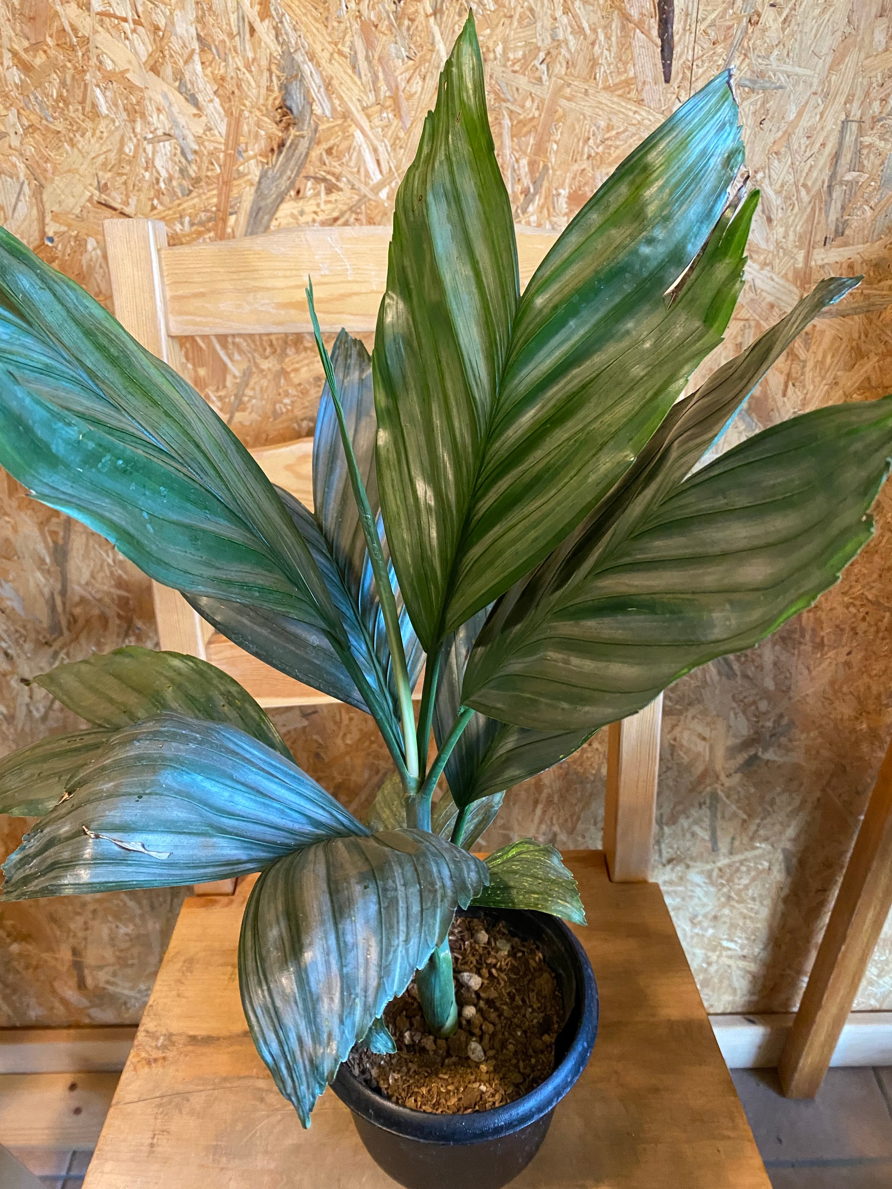 チャメドレア・メタリカ　(テネラヤシ)　希少　株多数　送料無料 観葉植物 本物 【現品】 希少 テネラヤシ 『チャメドレア