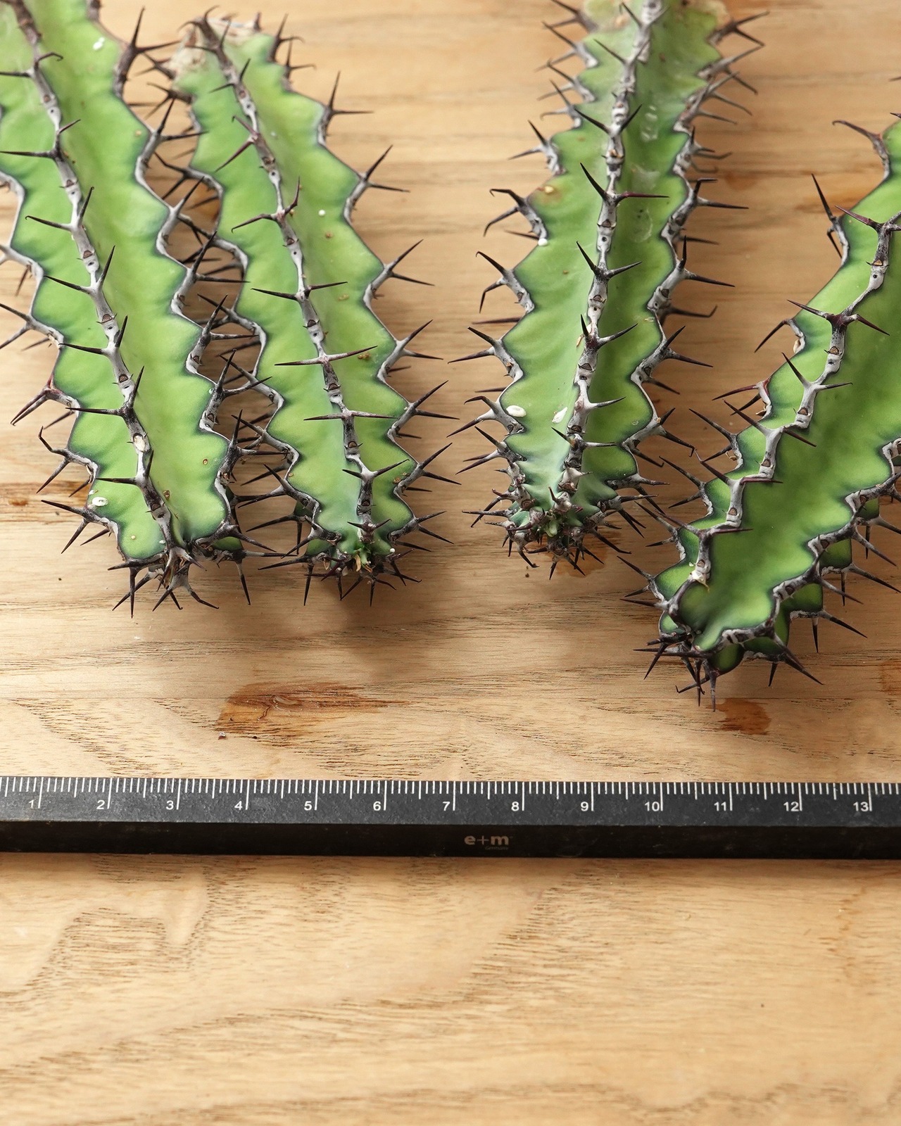 カット苗 ユーフォルビア ゾウトパンスベルゲンシス M Euphorbia zoutpansbergensis