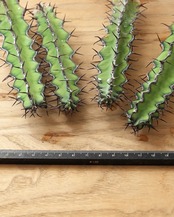 カット苗 ユーフォルビア ゾウトパンスベルゲンシス M Euphorbia zoutpansbergensis