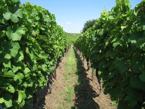 【ポール・ジャングランジェ】ジェ・ジェ・ジェ フォリー 2023