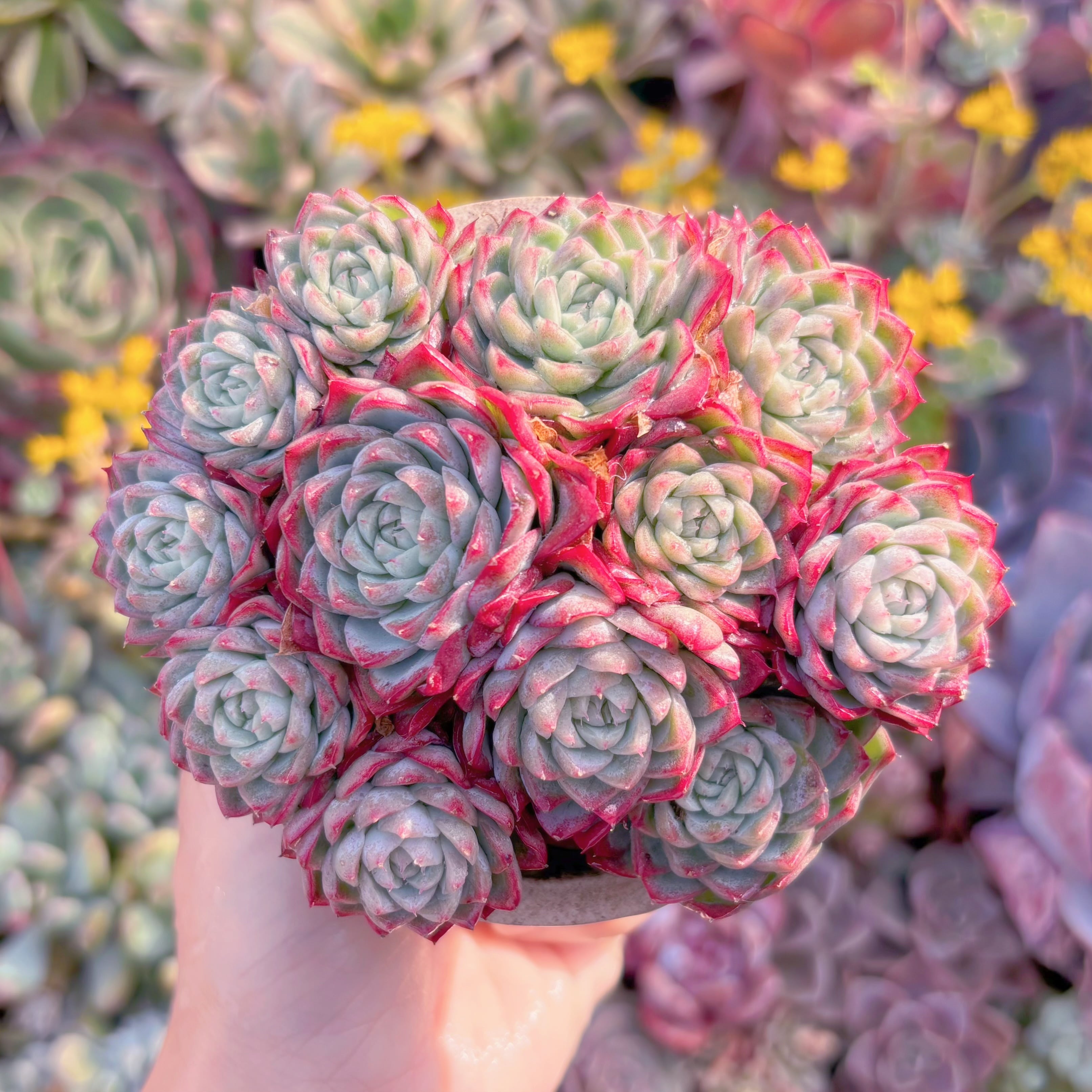 現品　女王花冠#239　群生　新入荷　るる農園