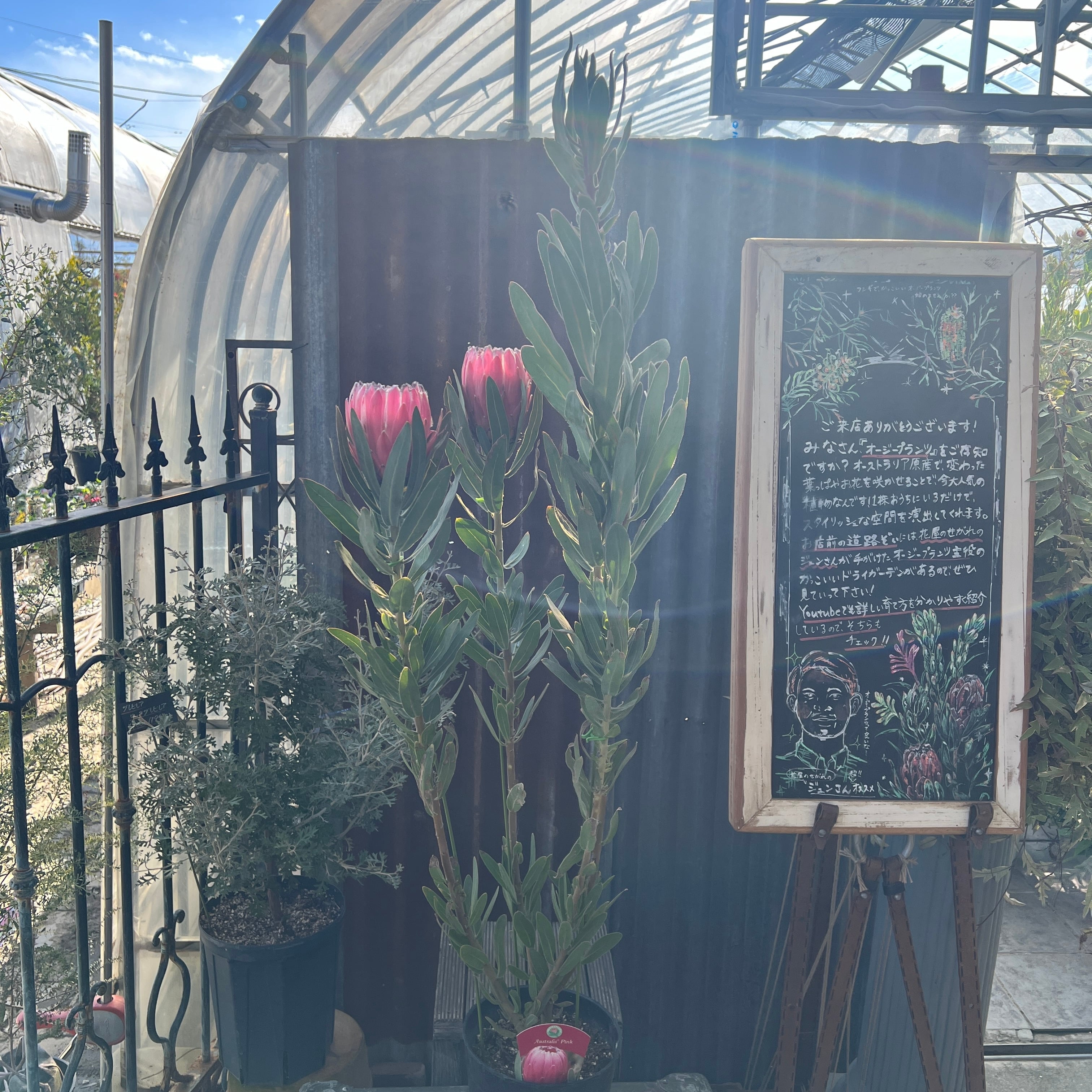 プロテア オーストラリスピンク（2F）① | 沼ノ上農園