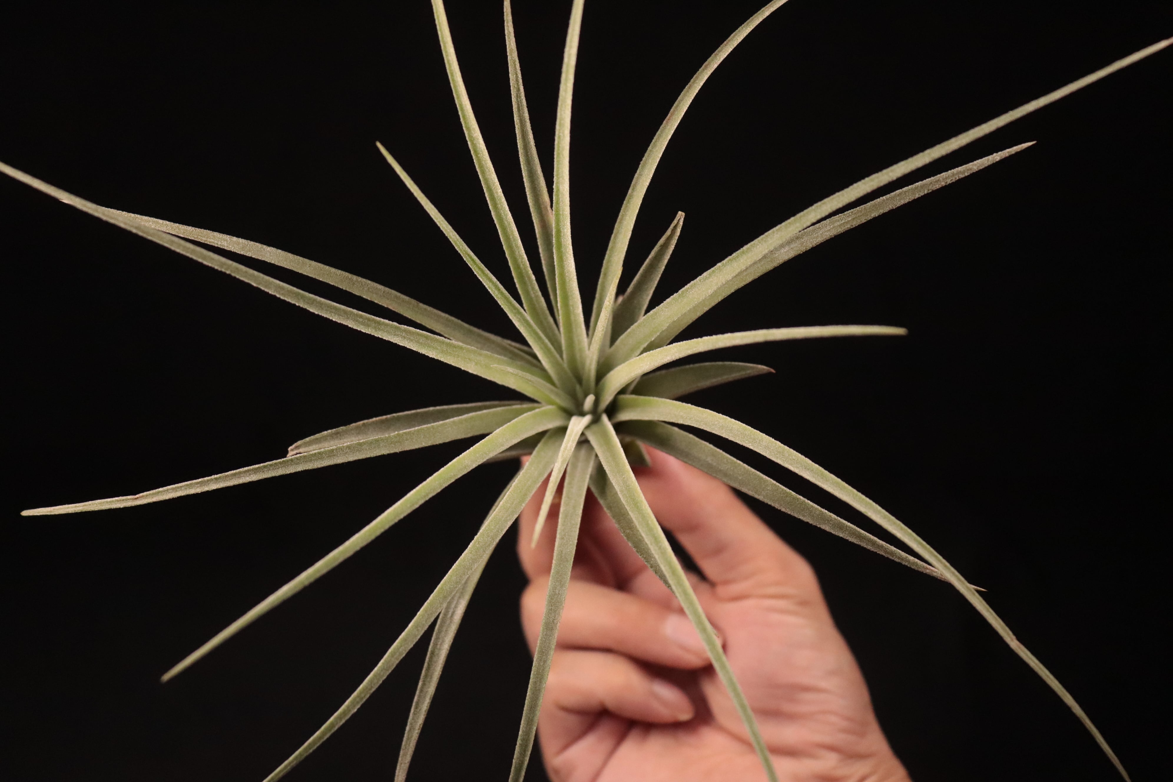 ブロメリア・エアープランツ Tillandsia 'Jumping For Joy' x 'BC' YCB チランジア ジョイボーイ Tillandsia Joy boy RFI産のセレリアナとシー