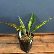 フィロデンドロン キャラメルマーブル【238】