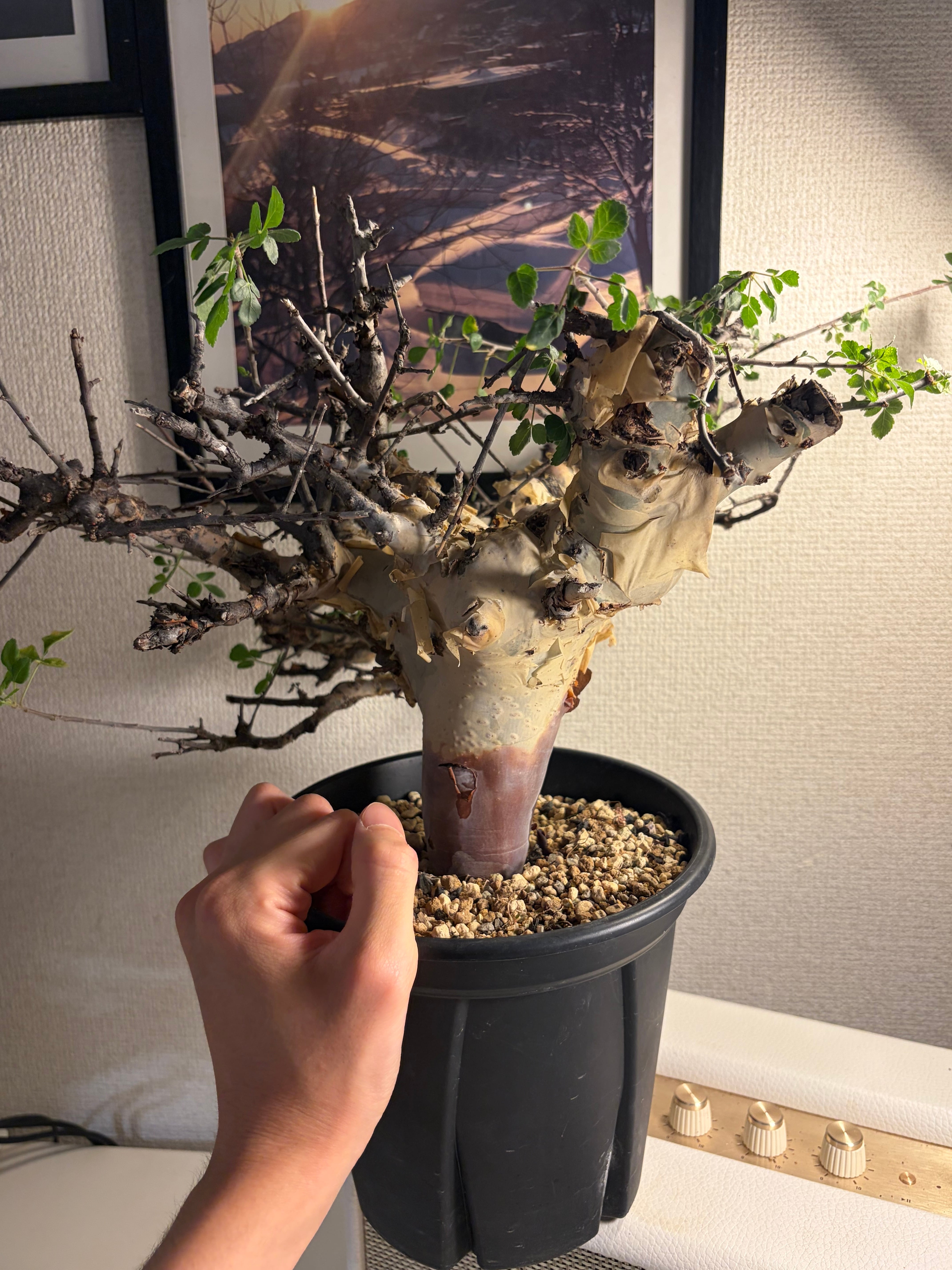 荒れ狂うコミフォラ カタフ ターカネンシス Commiphora グラキリス