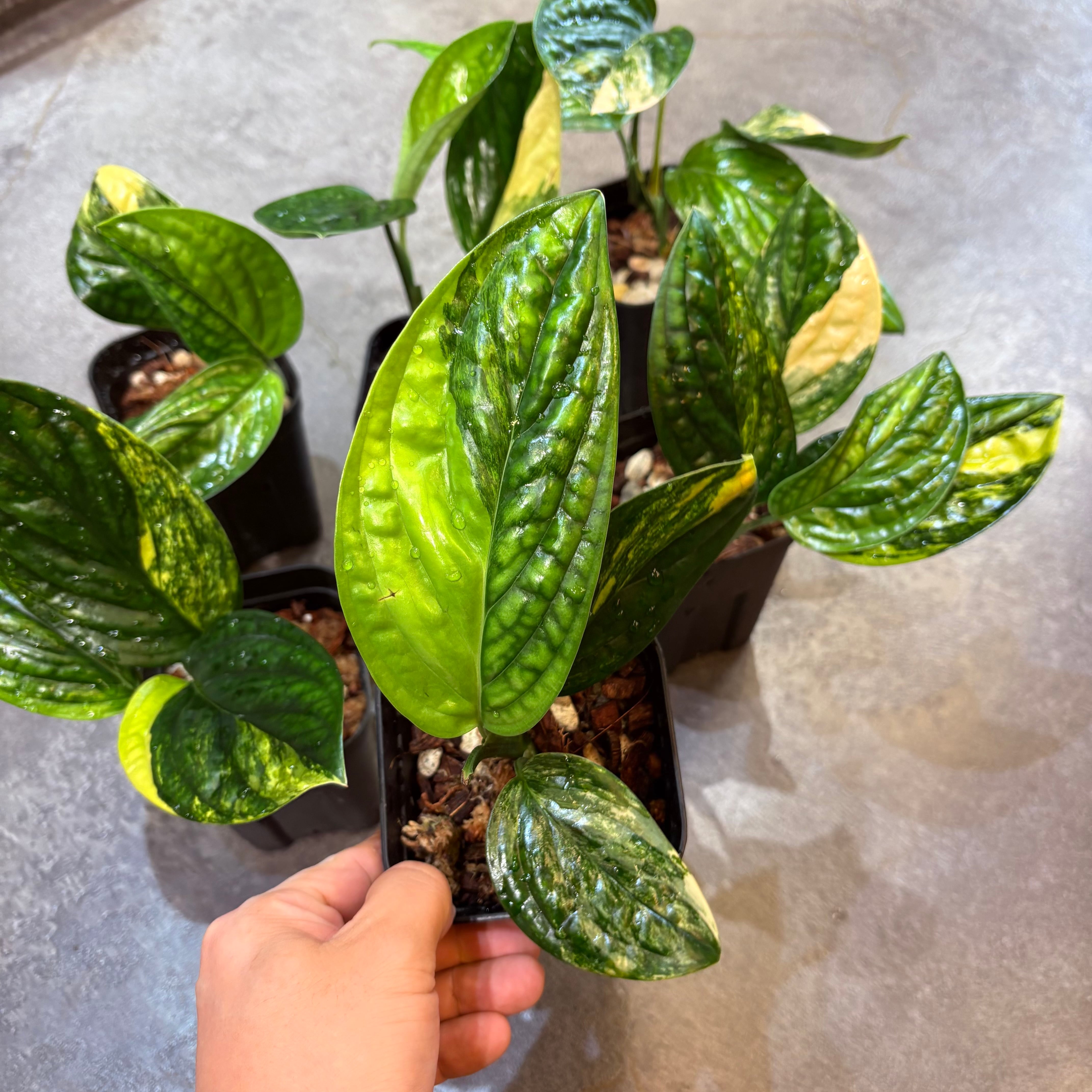 フィロデンドロン フロリダビューティー 3.5号 | Green Vibes 宇都宮市