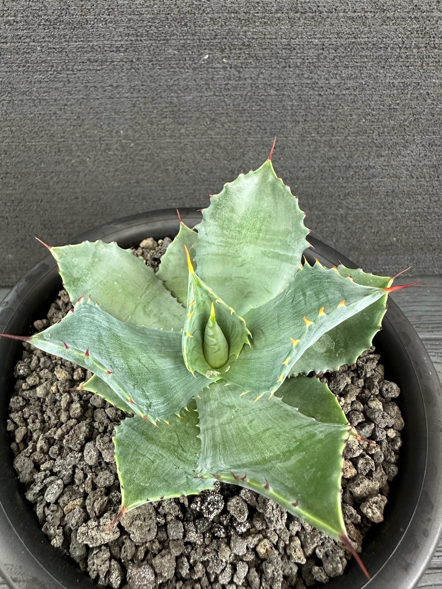 ハイブリッド | T Plants Labo