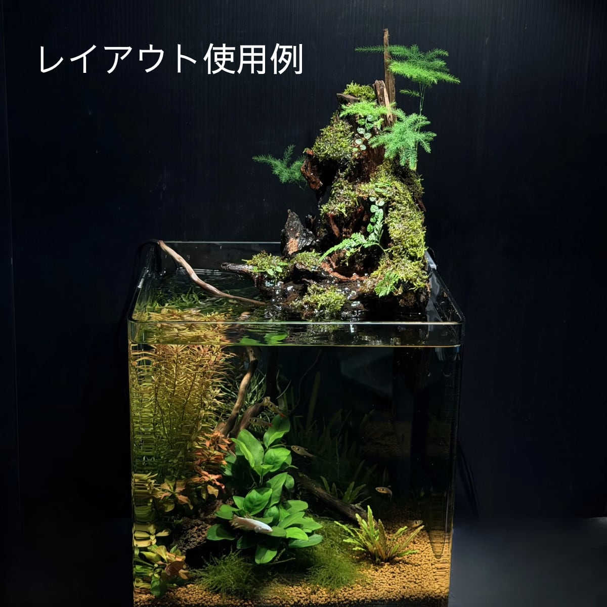アクアテラリウム ガジュマル付き浮根～fune～【110】｜水槽に