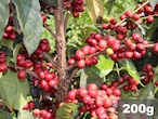 ケニア | カリンドゥンドゥ AA | コーヒー豆200g