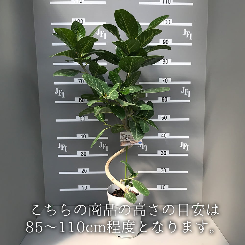 フィカス 曲がり6号