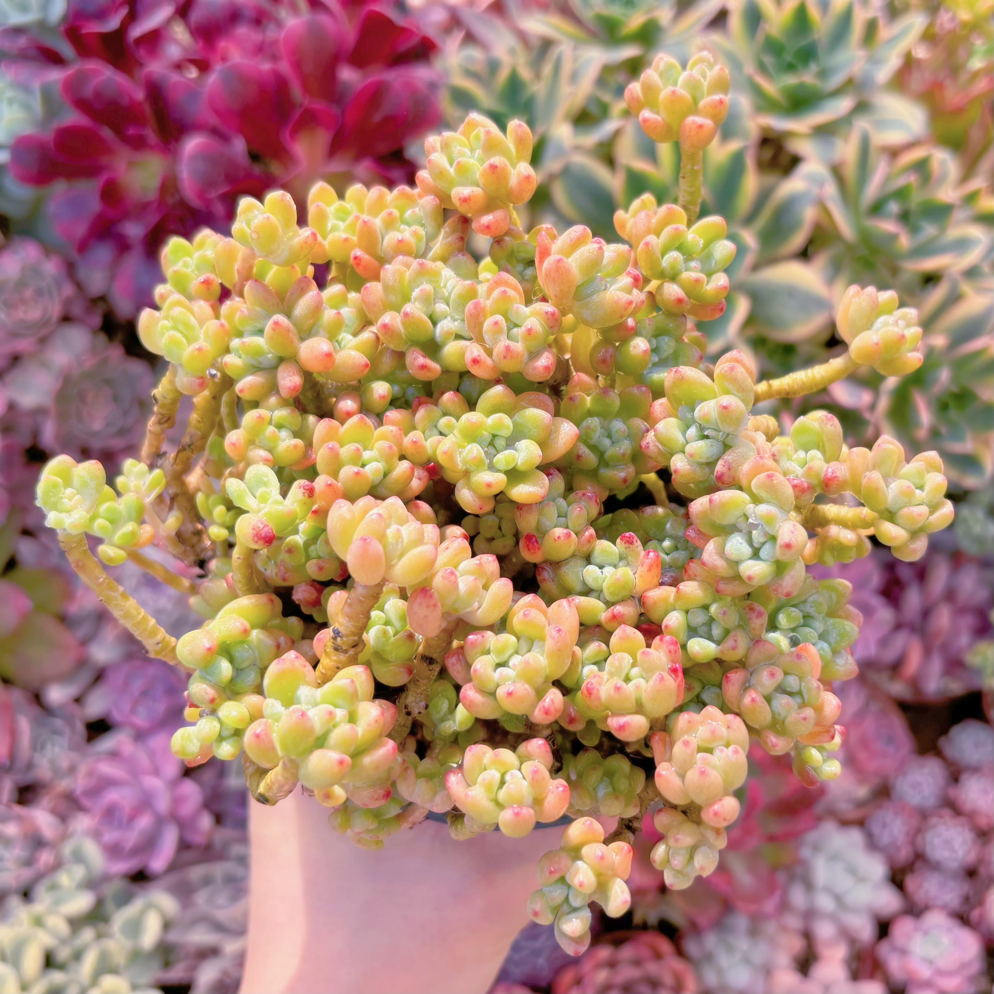 多肉植物　ピンクビーン　大群生　新入荷　るる農園