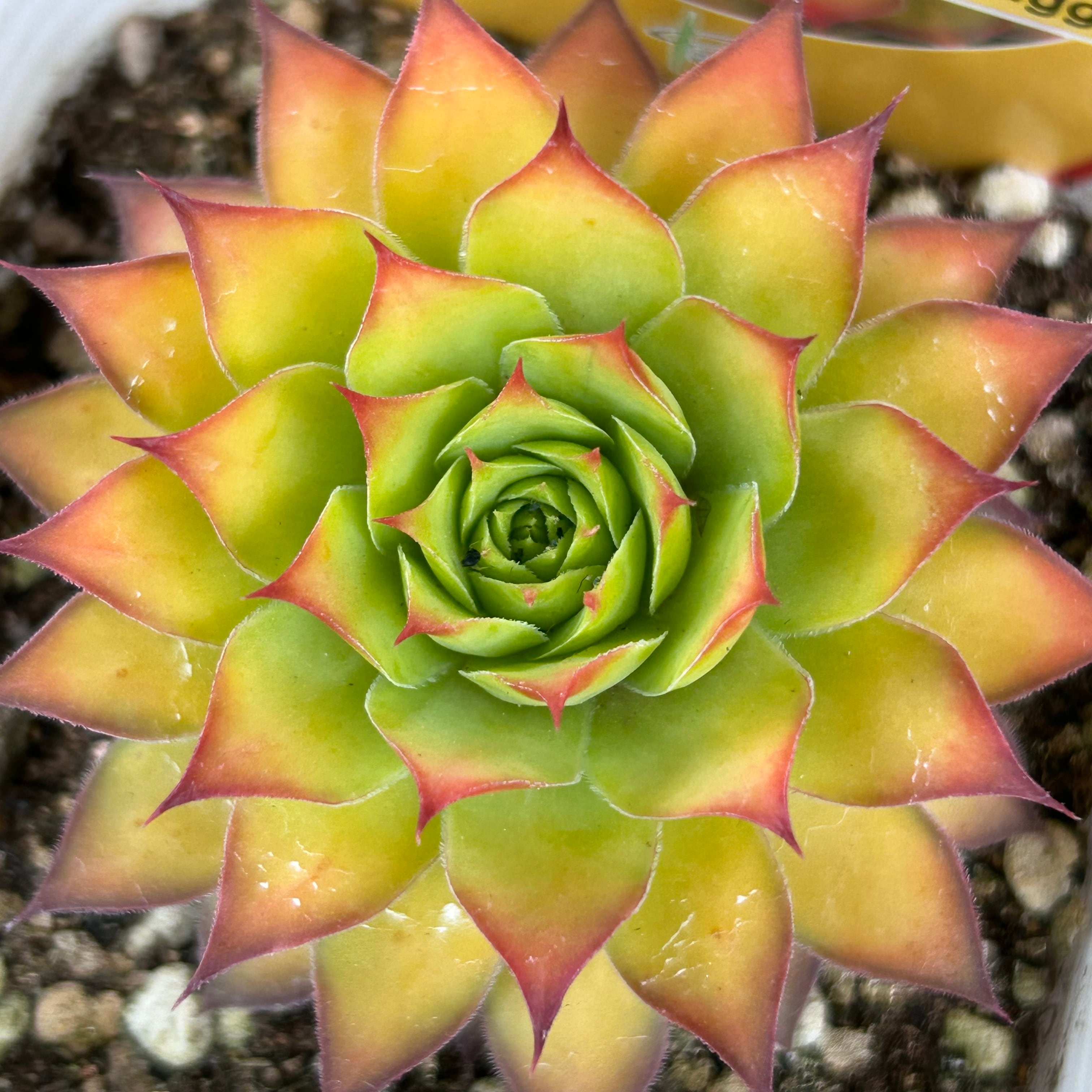 ゴールドナゲット　カット苗 ゴールドナゲット | RuPo 多肉植物専門店