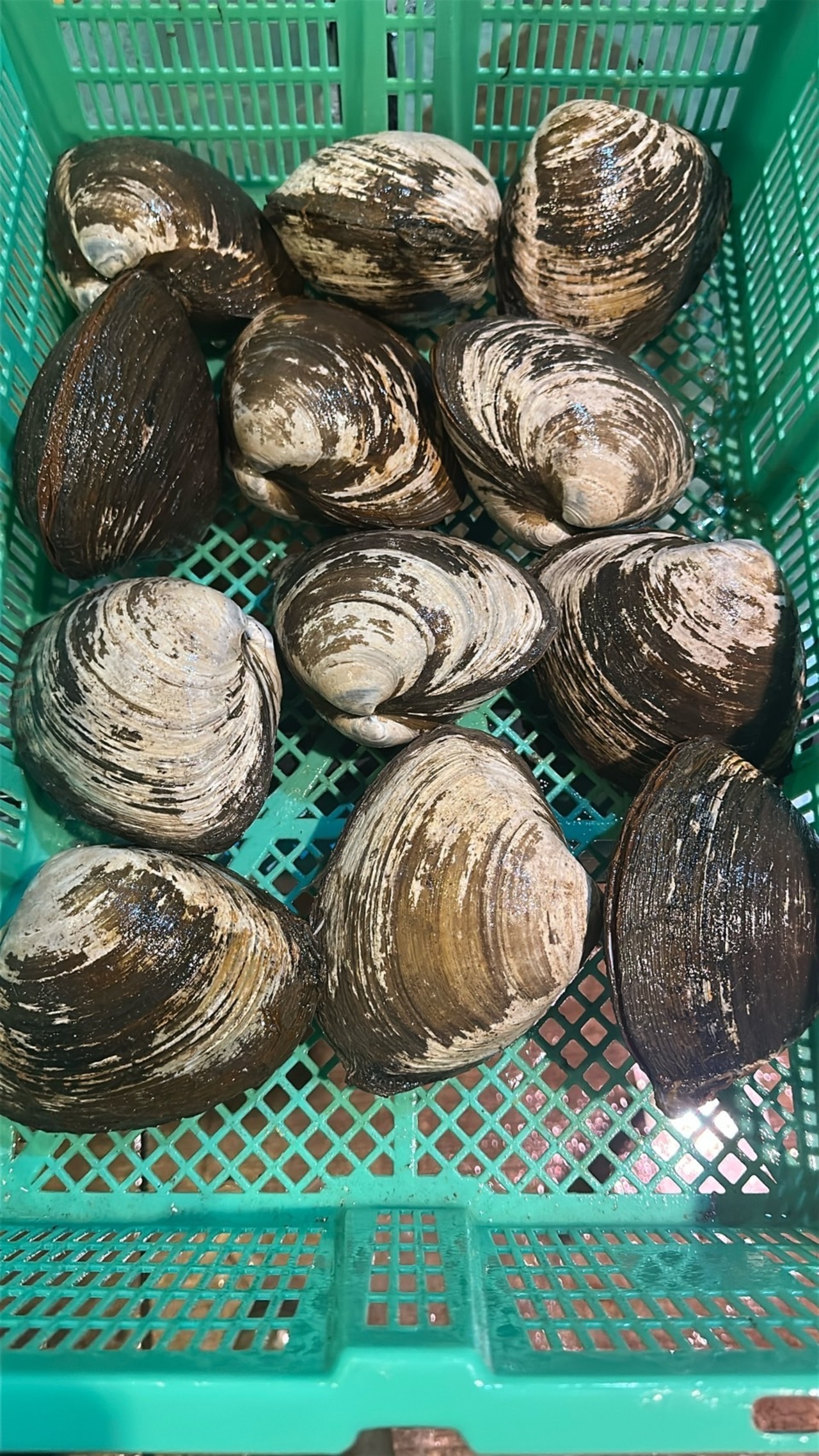 【旨さ濃厚】【10個】黒ホッキ/北海道長万部ブランド/噴火湾/450－500g超特大サイズ【日時指定可】