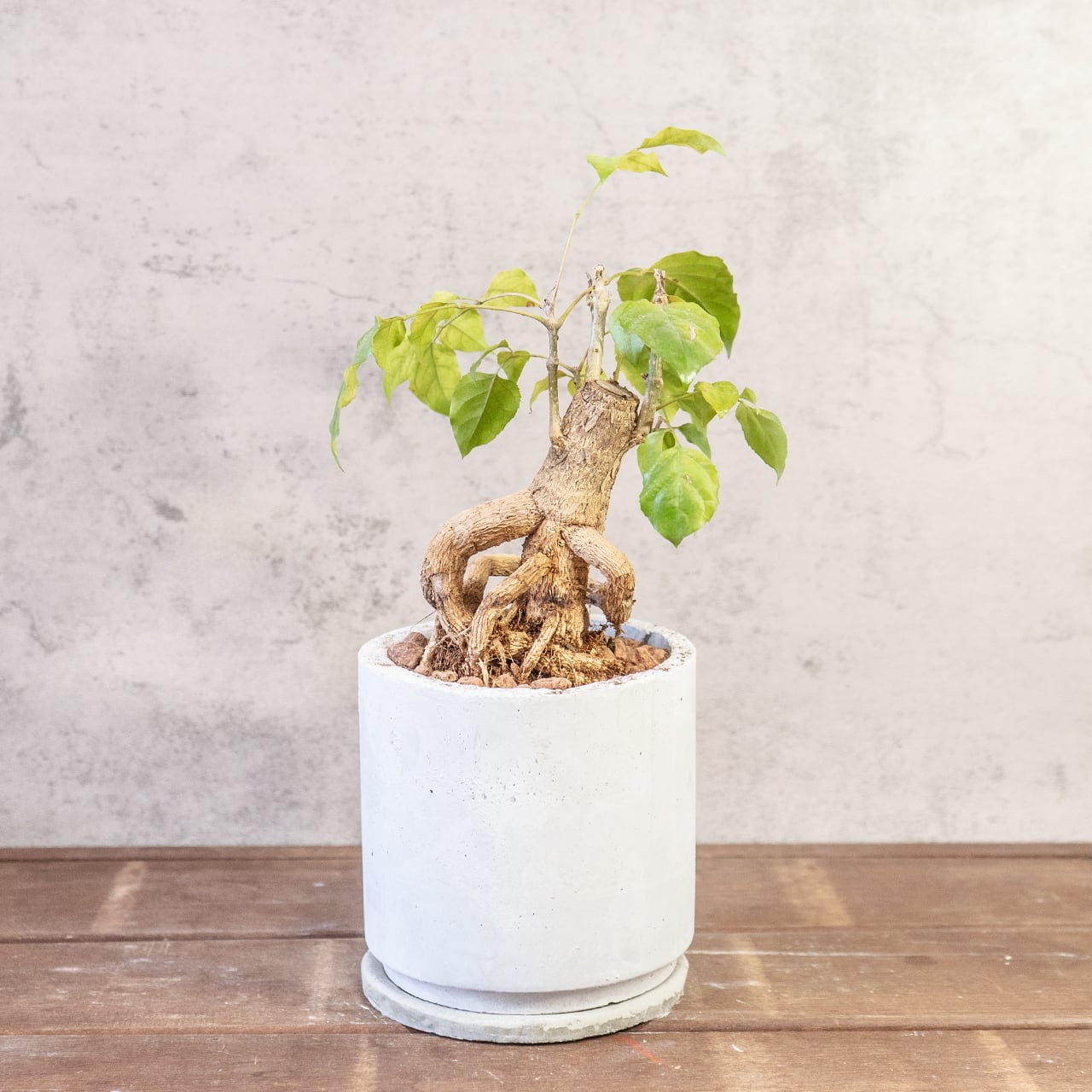【古木の風格漂う塊根】個性派ヘテロパナックス。都会的な手づくりモルタル鉢。置くだけで絵になる存在感。|虫発生抑制
