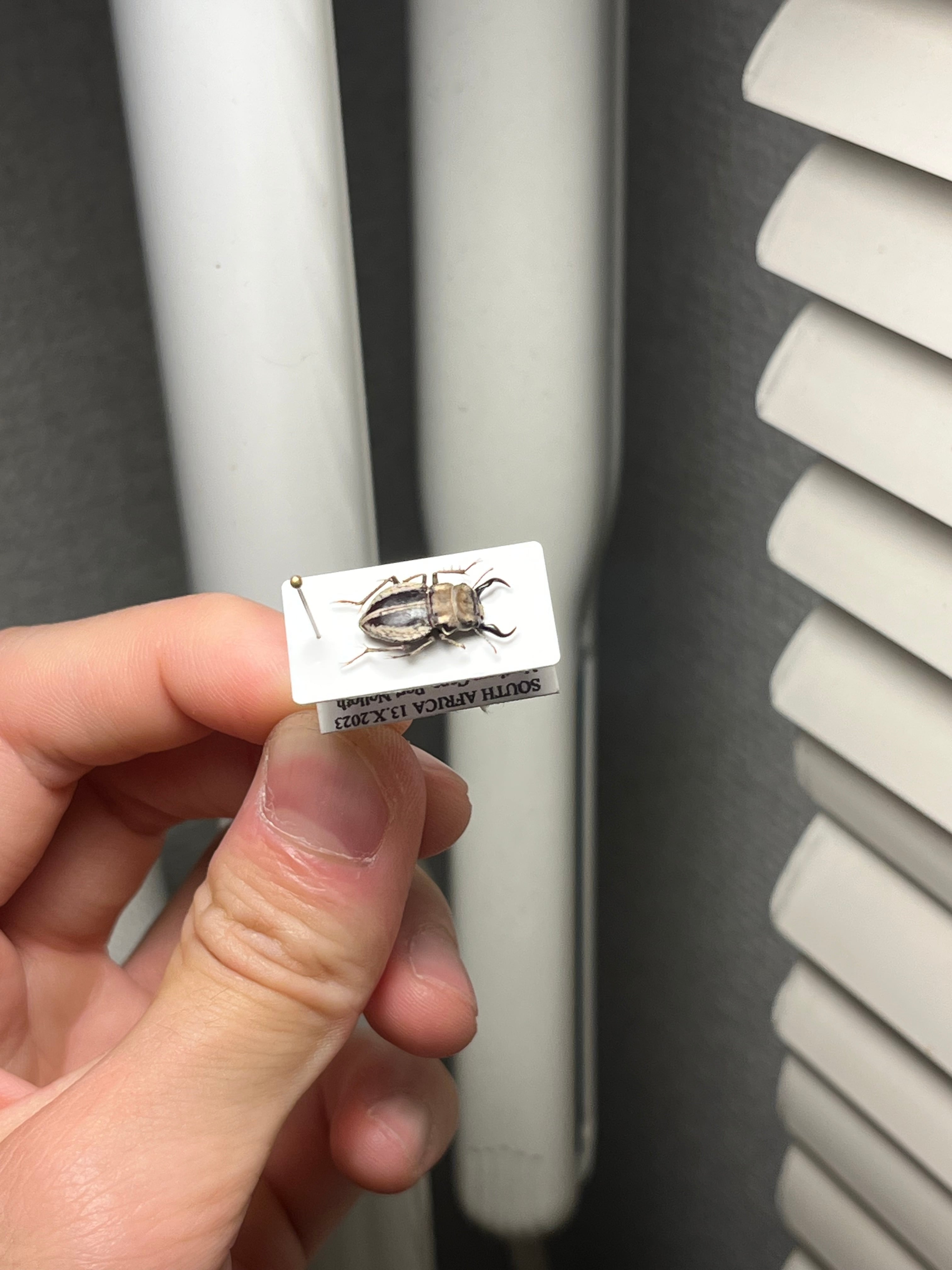 14mm♂】クワガタモドキゴミムシダマシ Calognathus chevrolati 昆虫