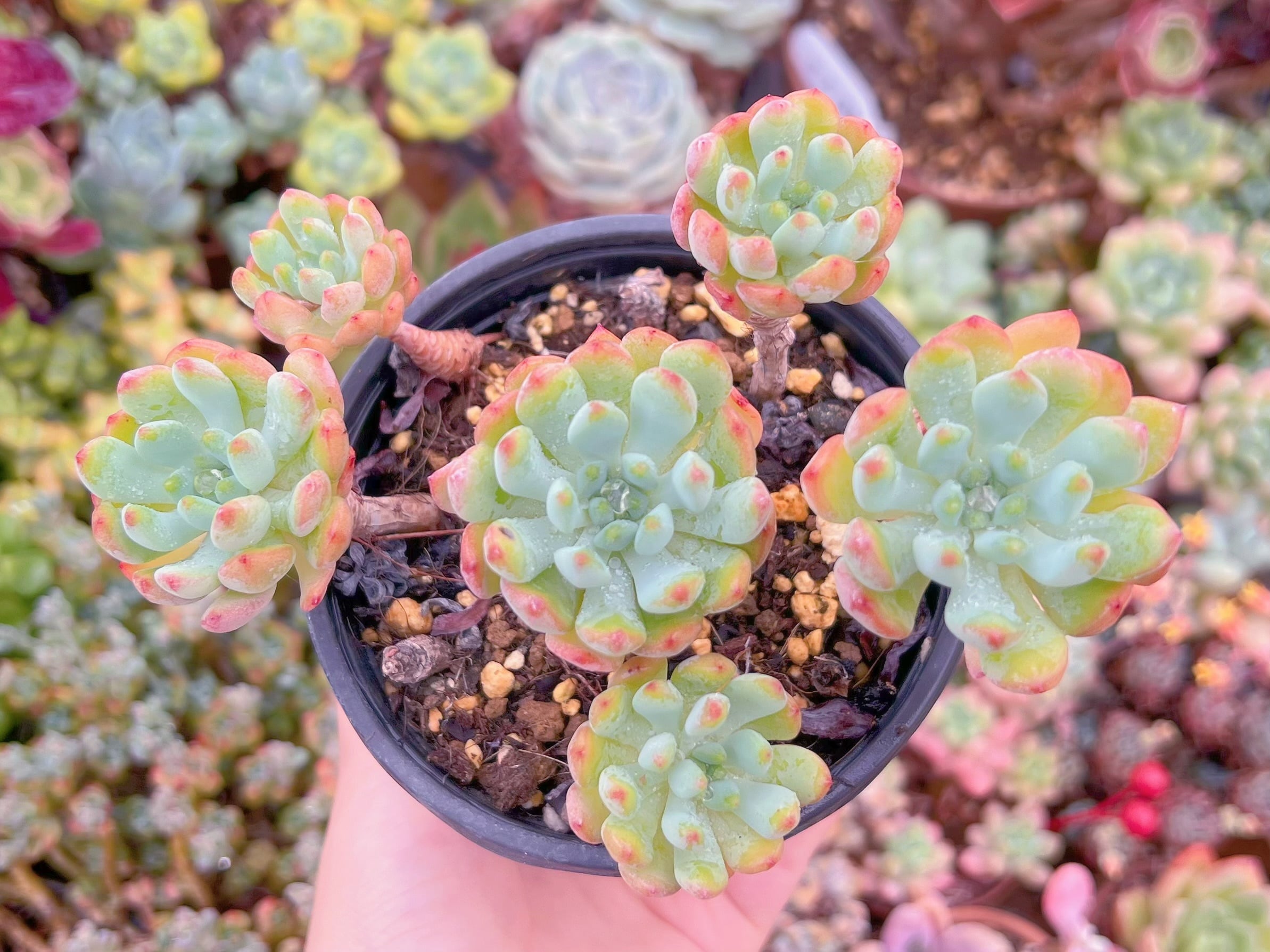 現品　ブルーエルフ#654　るる農園