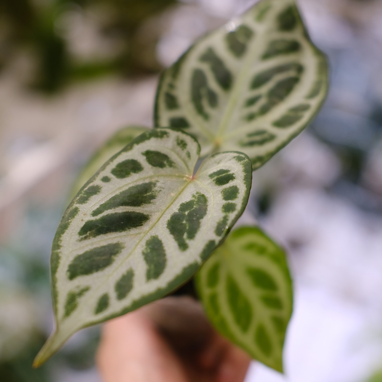 Red Crystallinum × Silver Blush / アンスリウム・レッド クリスタリナム × シルバーブッシュ②