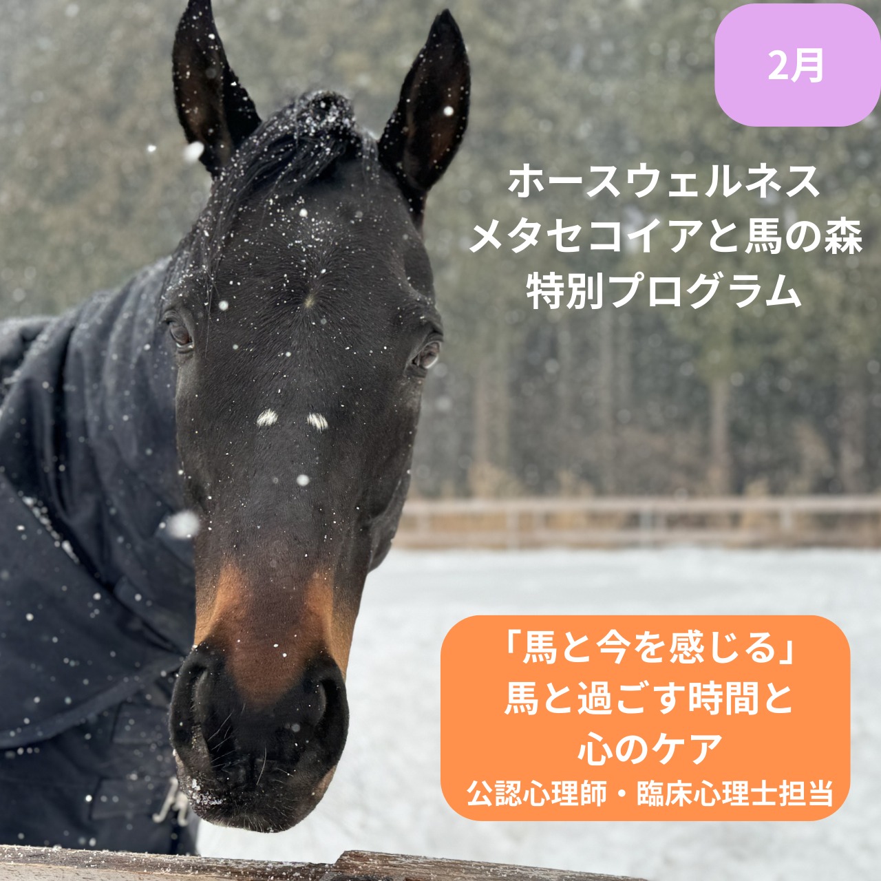 【TCC会員】2月「ホースウェルネス」メタセコイアと馬の森 特別プログラム　「馬と今を感じる」~馬と過ごす時間と心のケア~