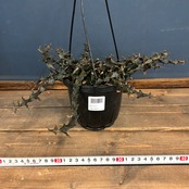 セロぺギア ボッセリ【727】