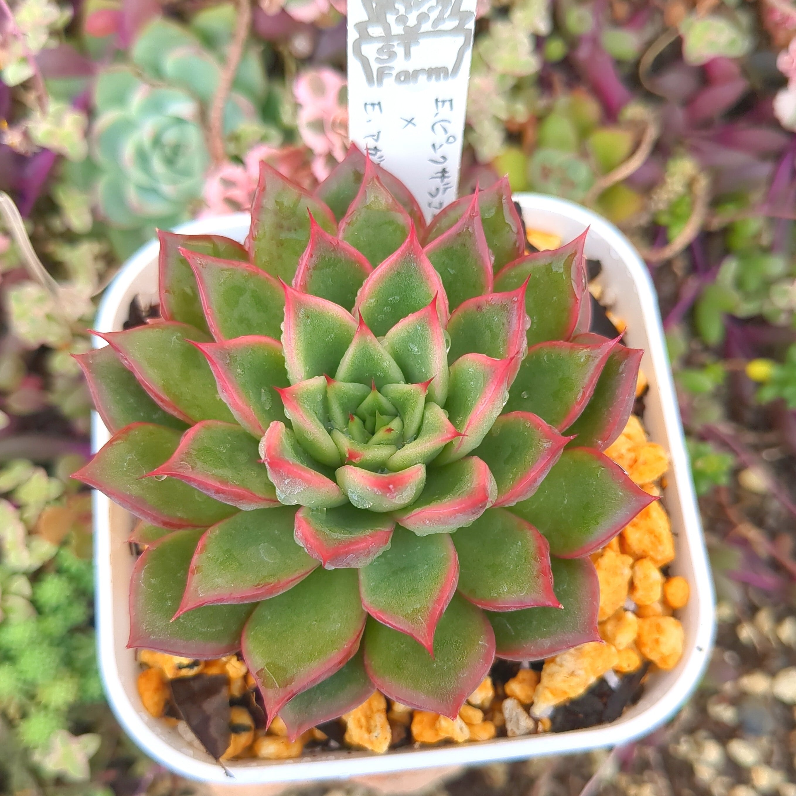 選抜前ST交配 エケベリア ピンクザラゴーサxアガボイデス ルブラ 実生