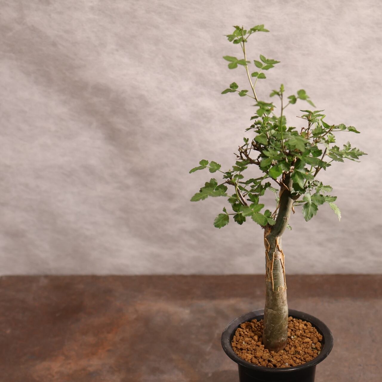 【現品】ブルセラ・ファガロイデス　5号　T3番 ブルセラ ファガロイデス / Bursera fagaroides / KN1333 | 塊根