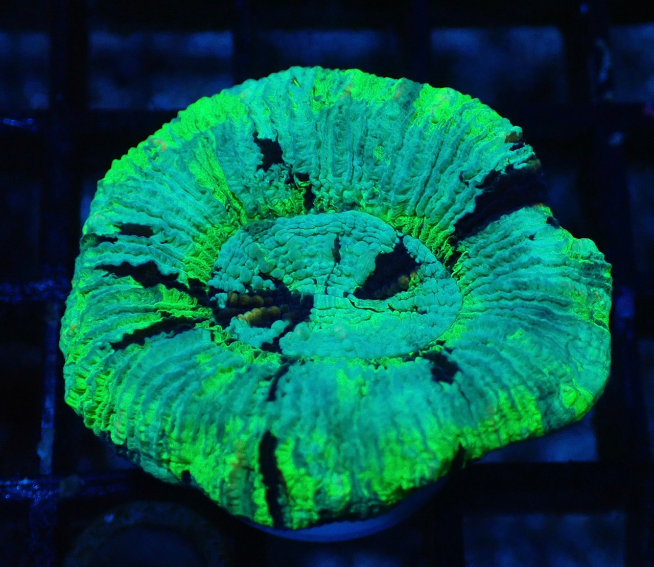 Trachyphyllia geoffroyi Premium 7