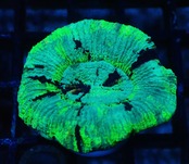 Trachyphyllia geoffroyi Premium 7