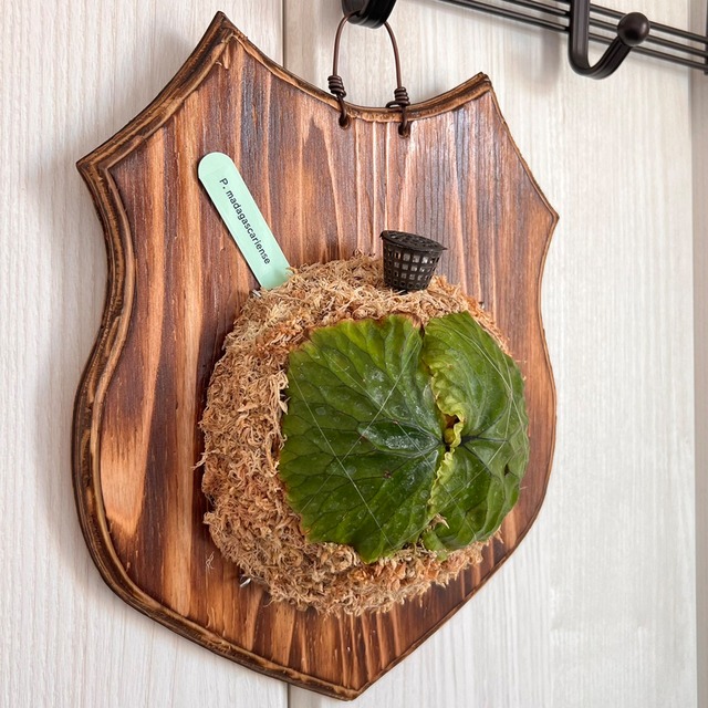 ビカクシダ マダガスカリエンセ 板付 【観葉植物 室内 コウモリラン】