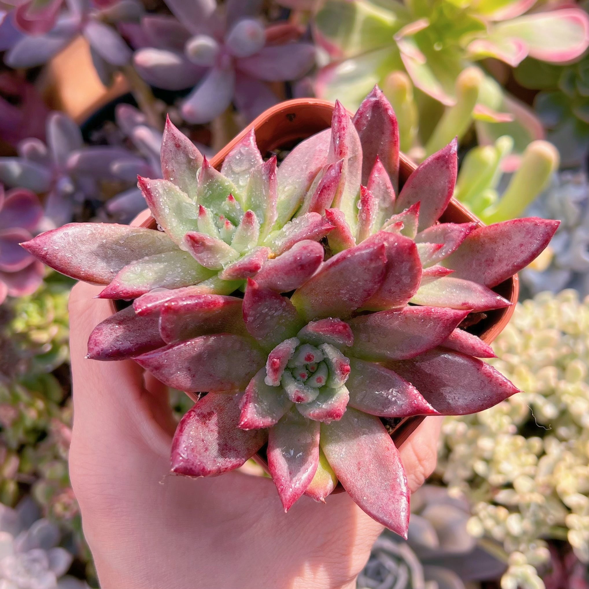 現物　プラトニック#059    古株   るる農園