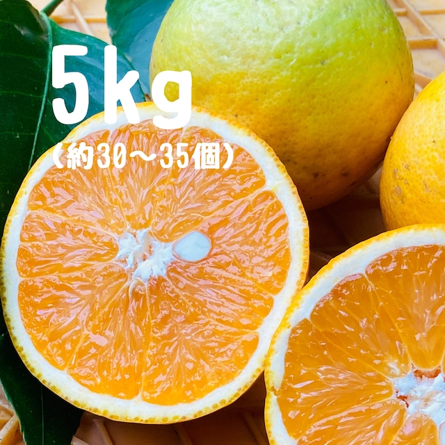 バレンシアオレンジ(5kg) バレンシアオレンジ(5kg)