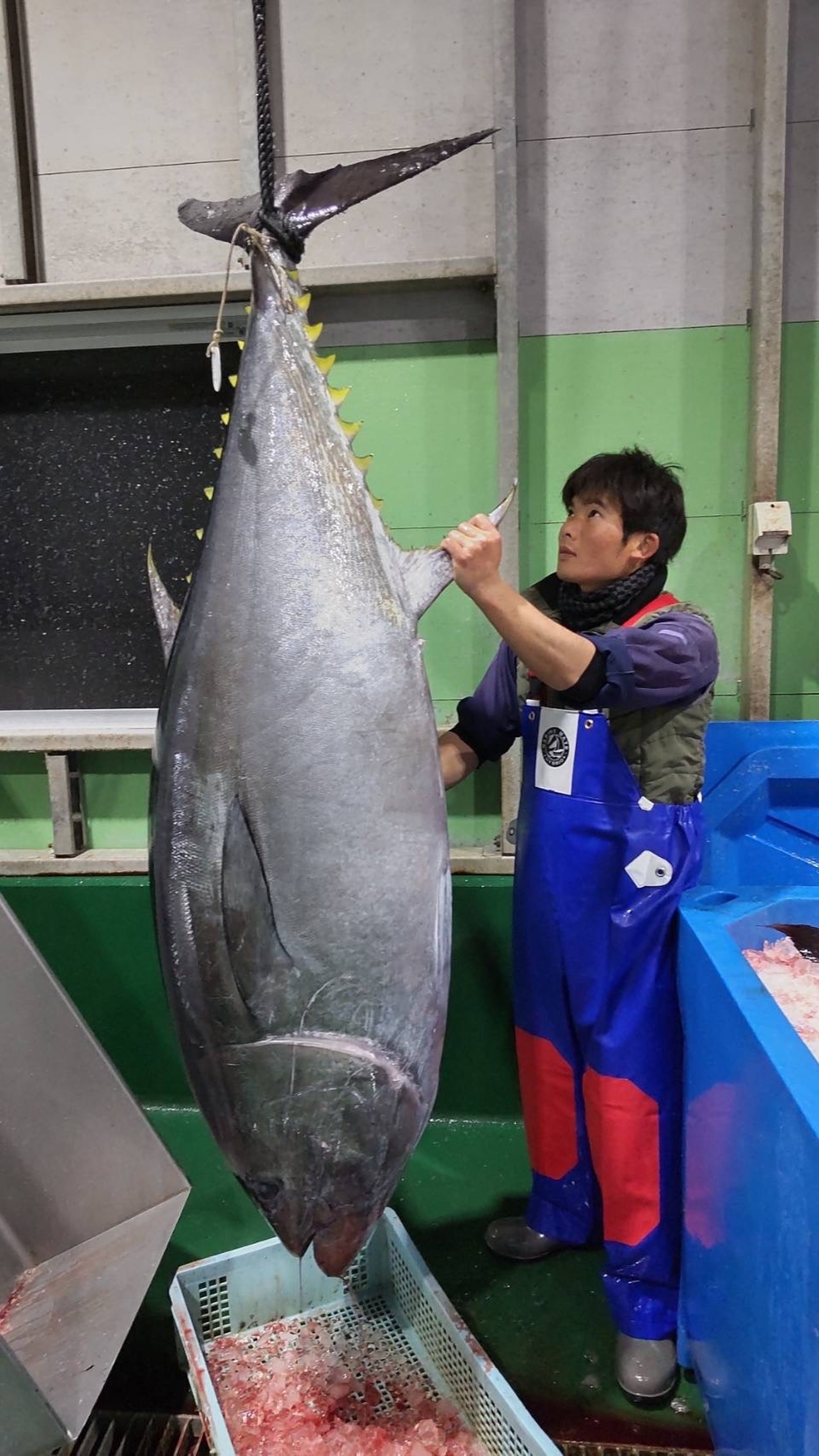 みやび鮪(大ﾄﾛ・中ﾄﾛ・赤身) 詰め合わせ【1.2kg】