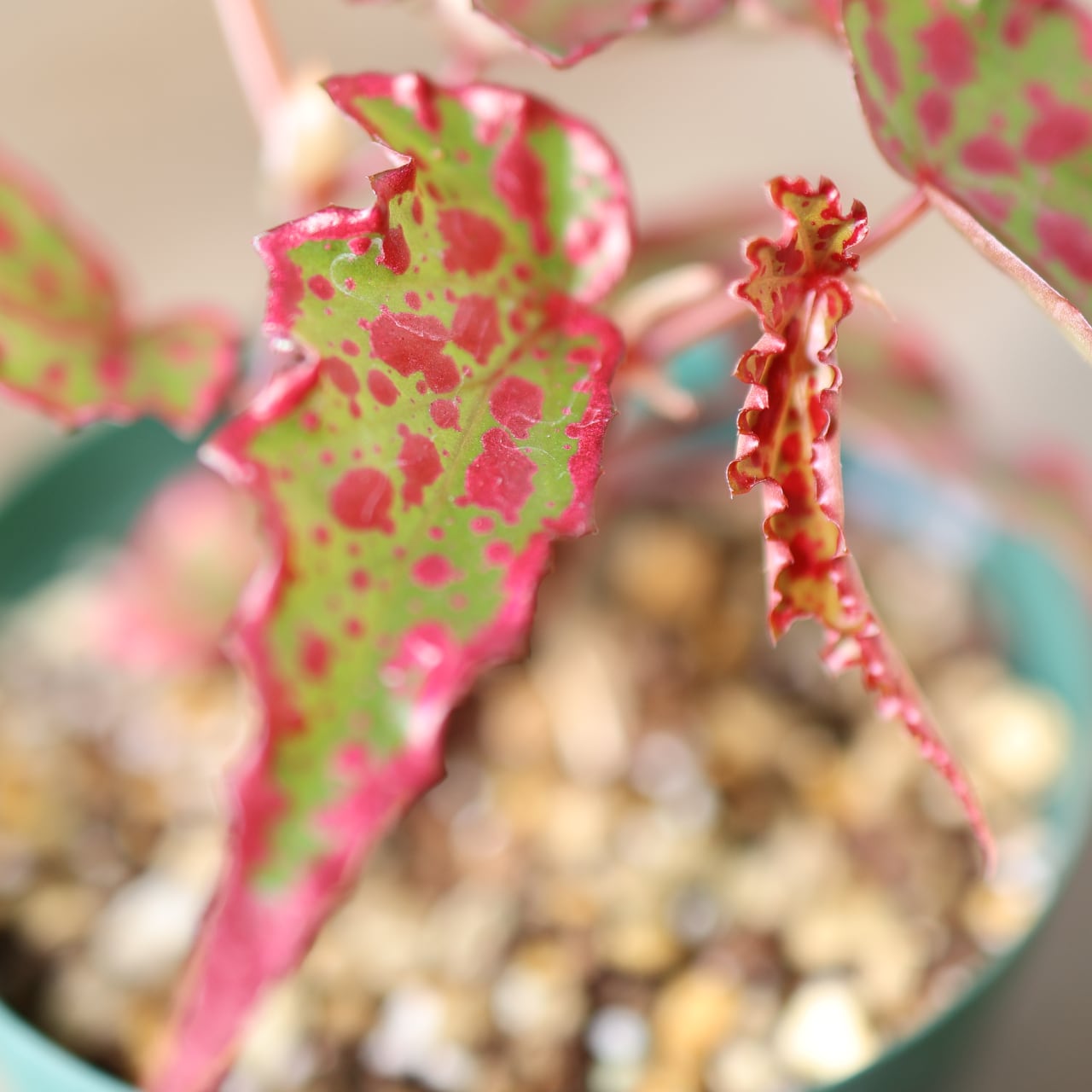 392 斑点と個性が踊る、唯一無二のハイブリッドベゴニア『ベゴニア