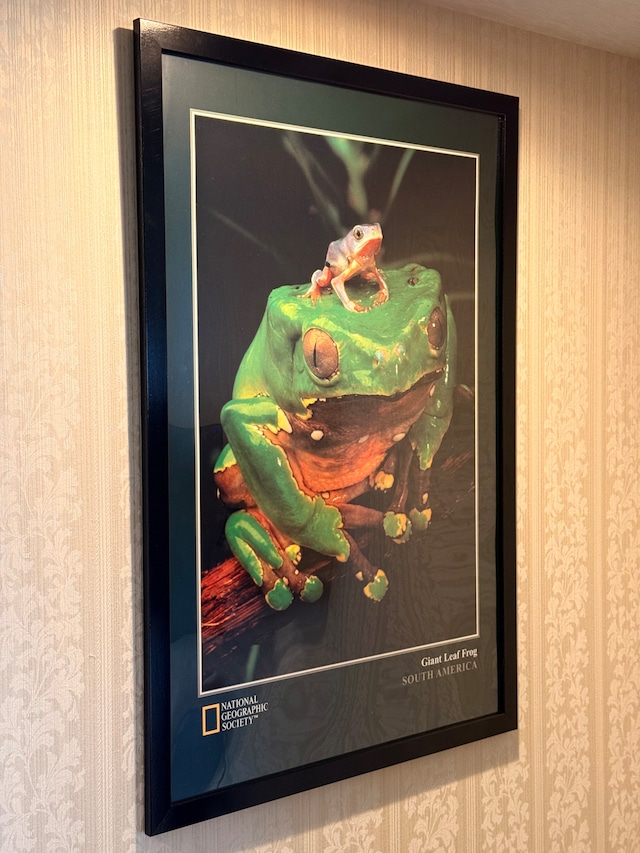 “National Geographic Society” Giant Leaf Frog Poster