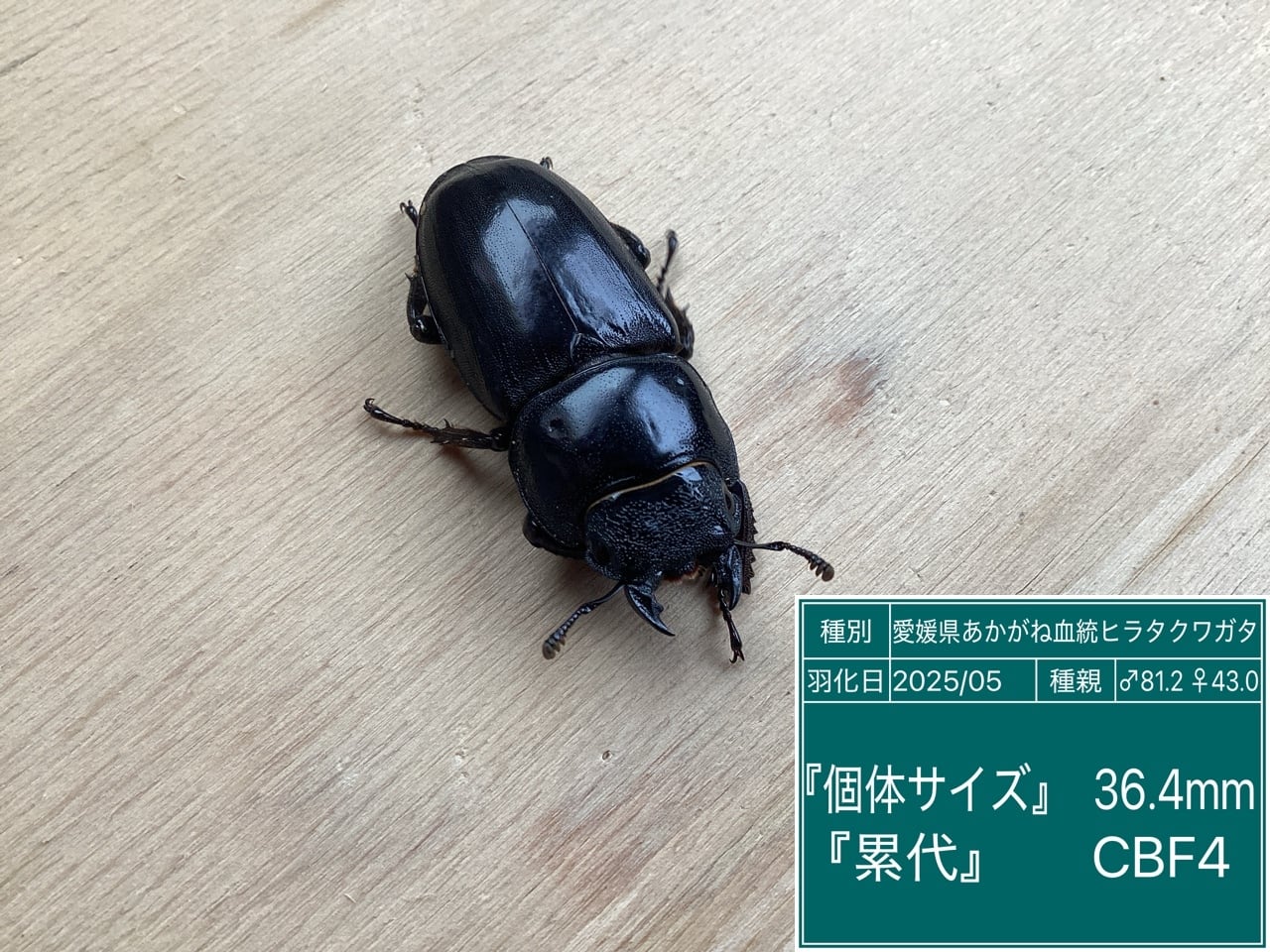 本土ヒラタクワガタ愛知県産ペア NO29 ♂67mm ♀36.5mm | 国産クワガタ