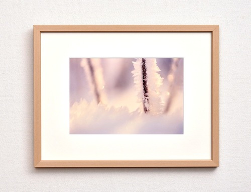 小枝に付いた雪の結晶